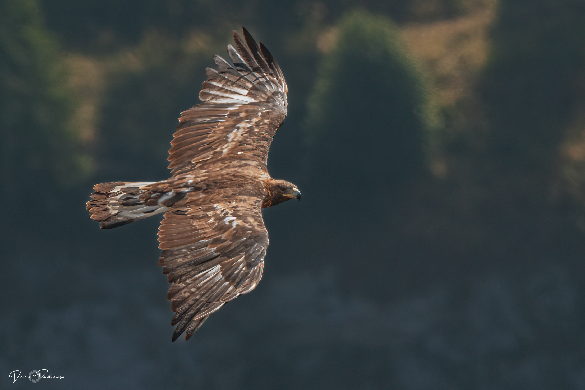 Il dorso dell'Aquila reale