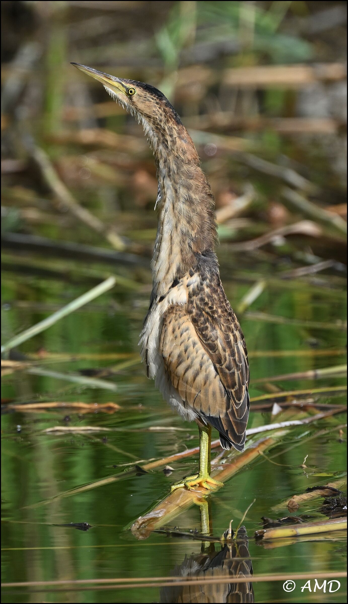 Little bittern
