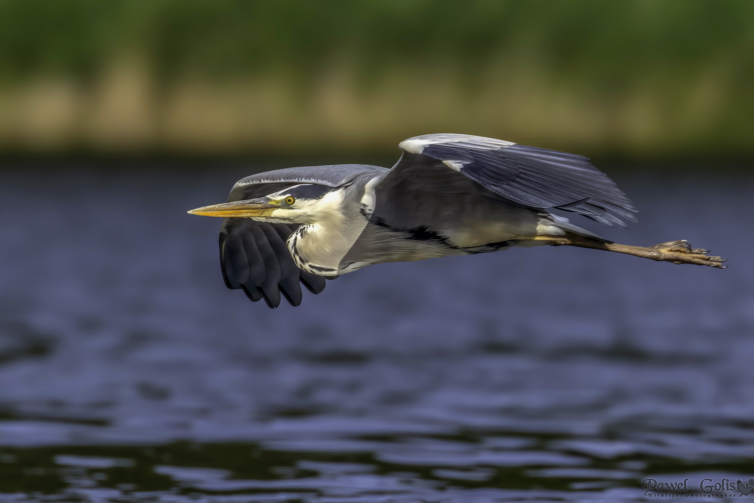 Airone cenerino (Ardea cinerea)