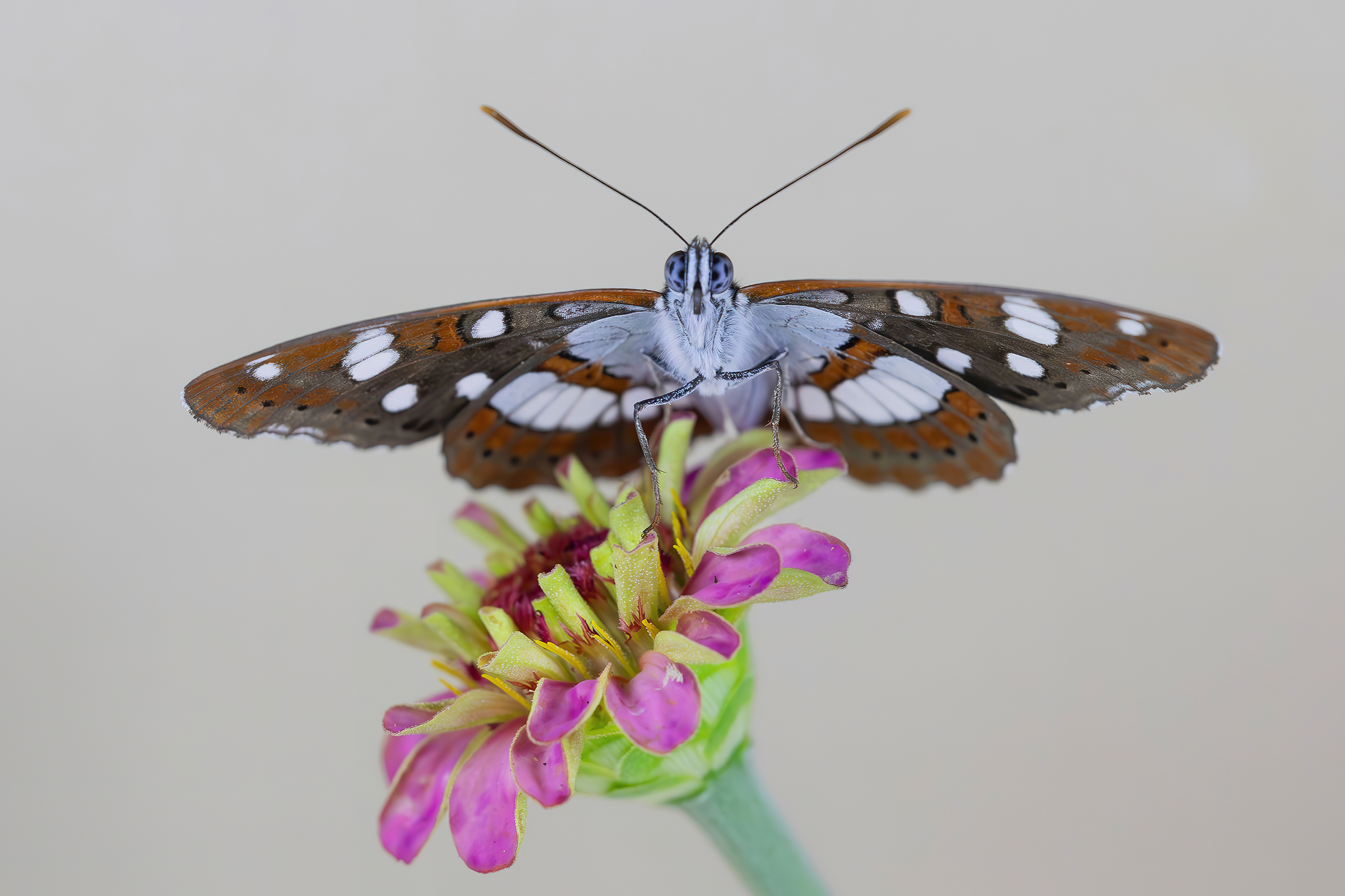 Limenitis reducta