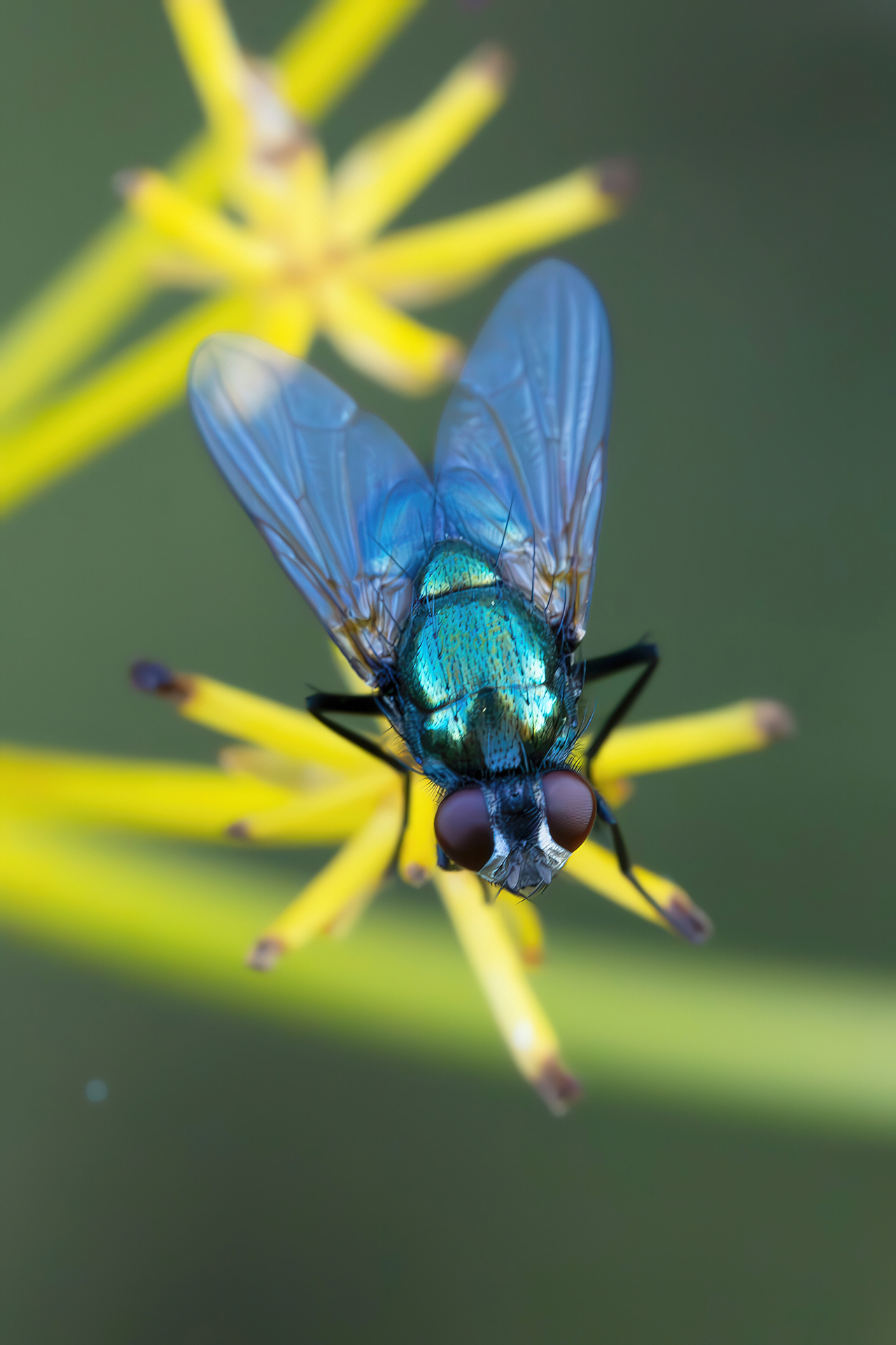 Calliphoridae sp.