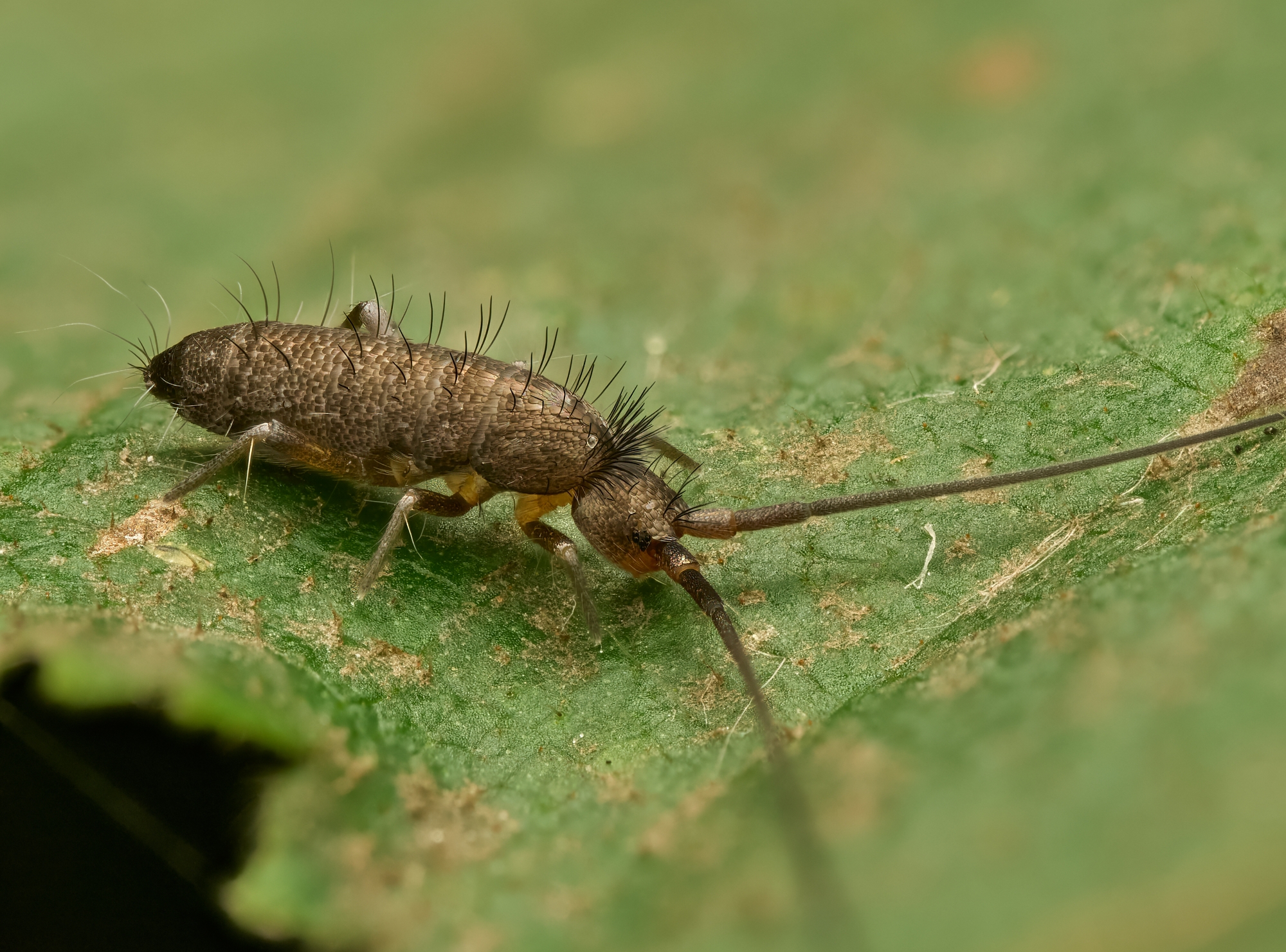 Pogonognathellus longicornis