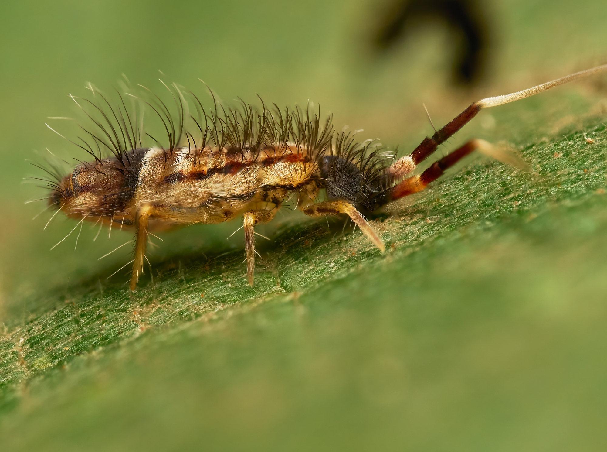 Orchesella sp.