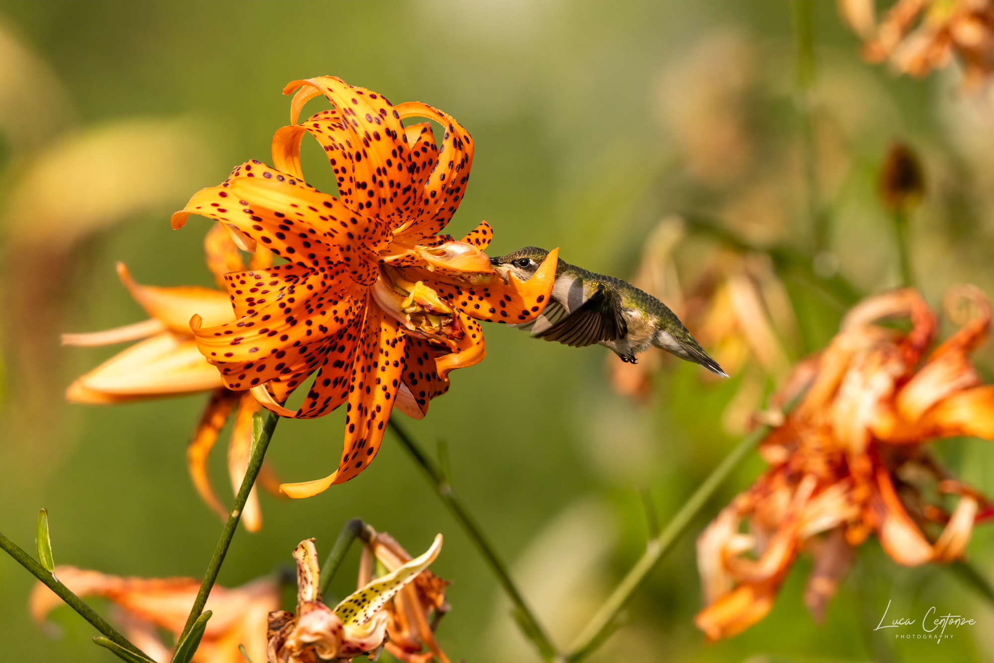Hummingbird sui Tiger Lily