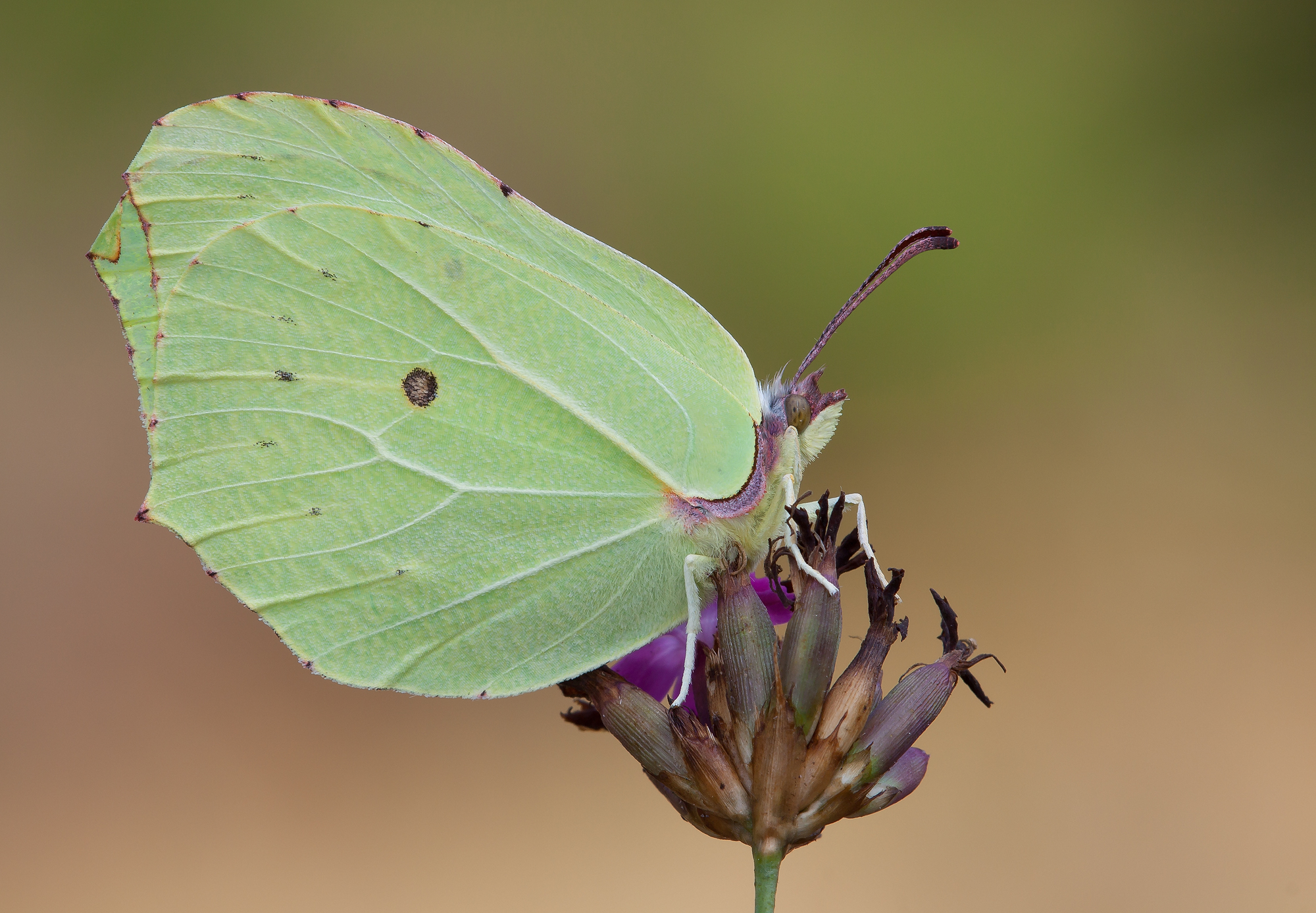 Cedronella gonepteryx gonepteryx