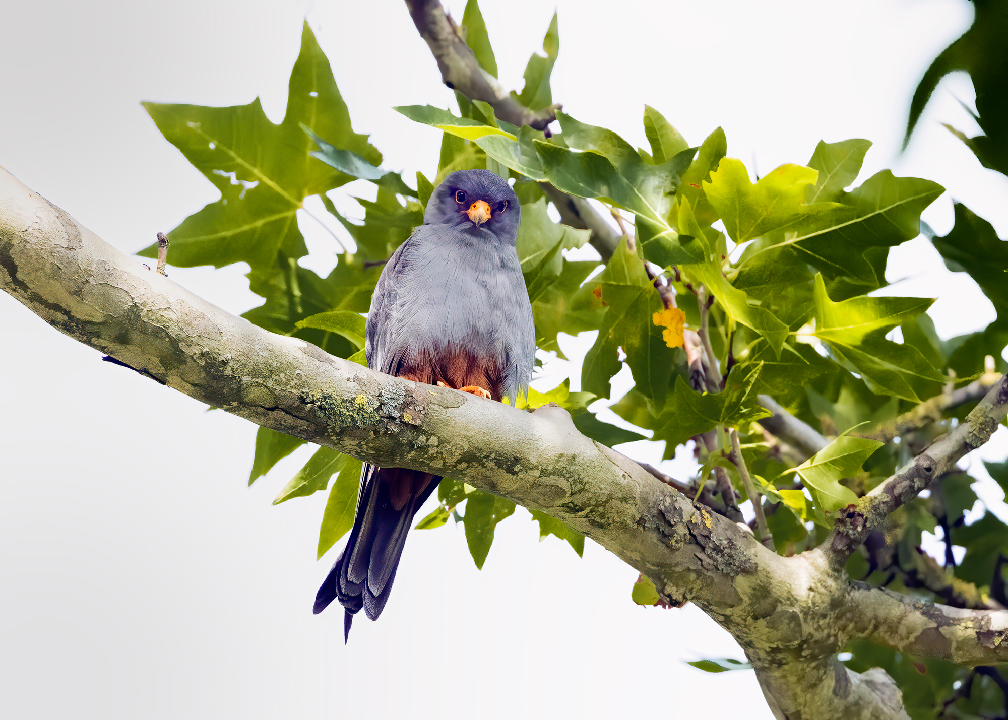 Falco cuculo maschio