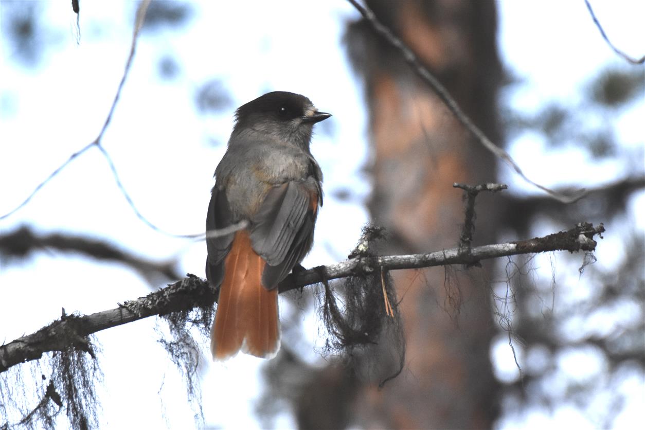 Ghiandaia siberiana