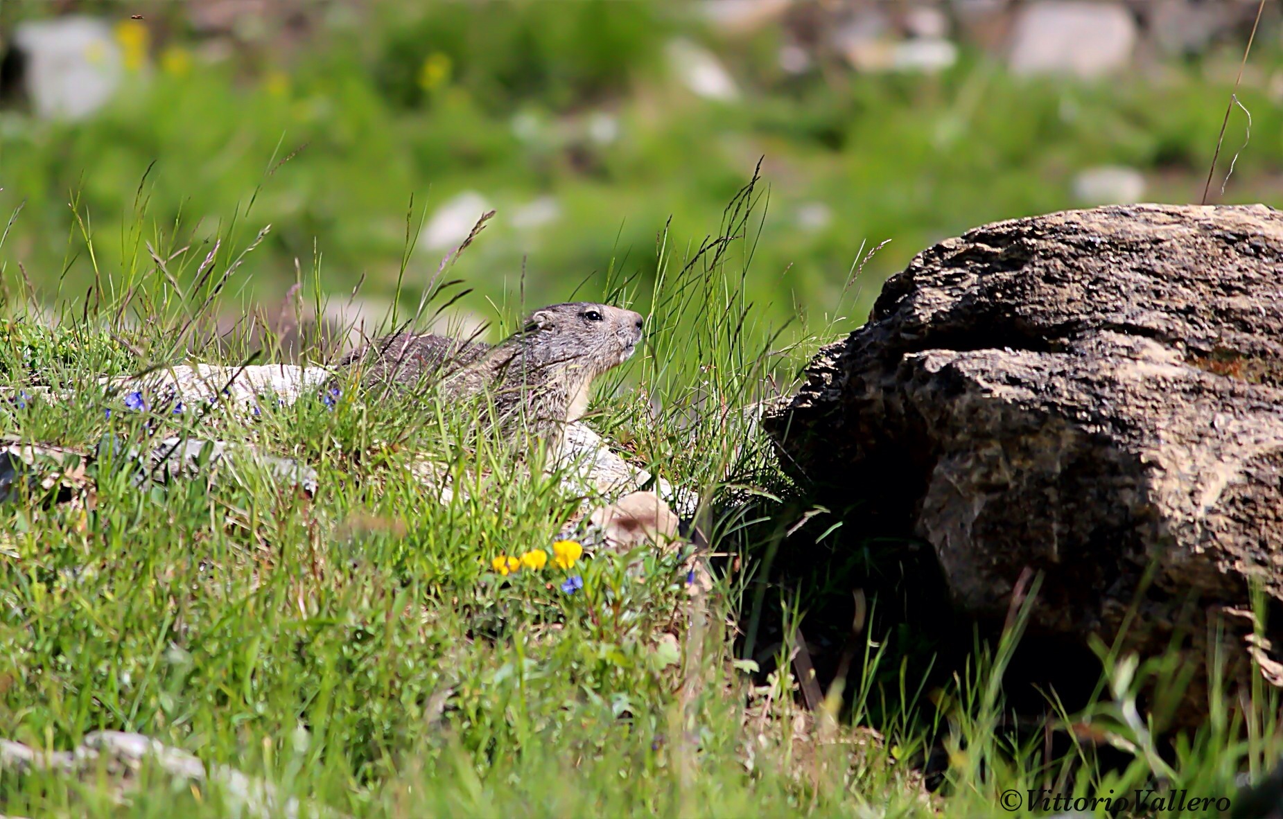 The young Marmot ...