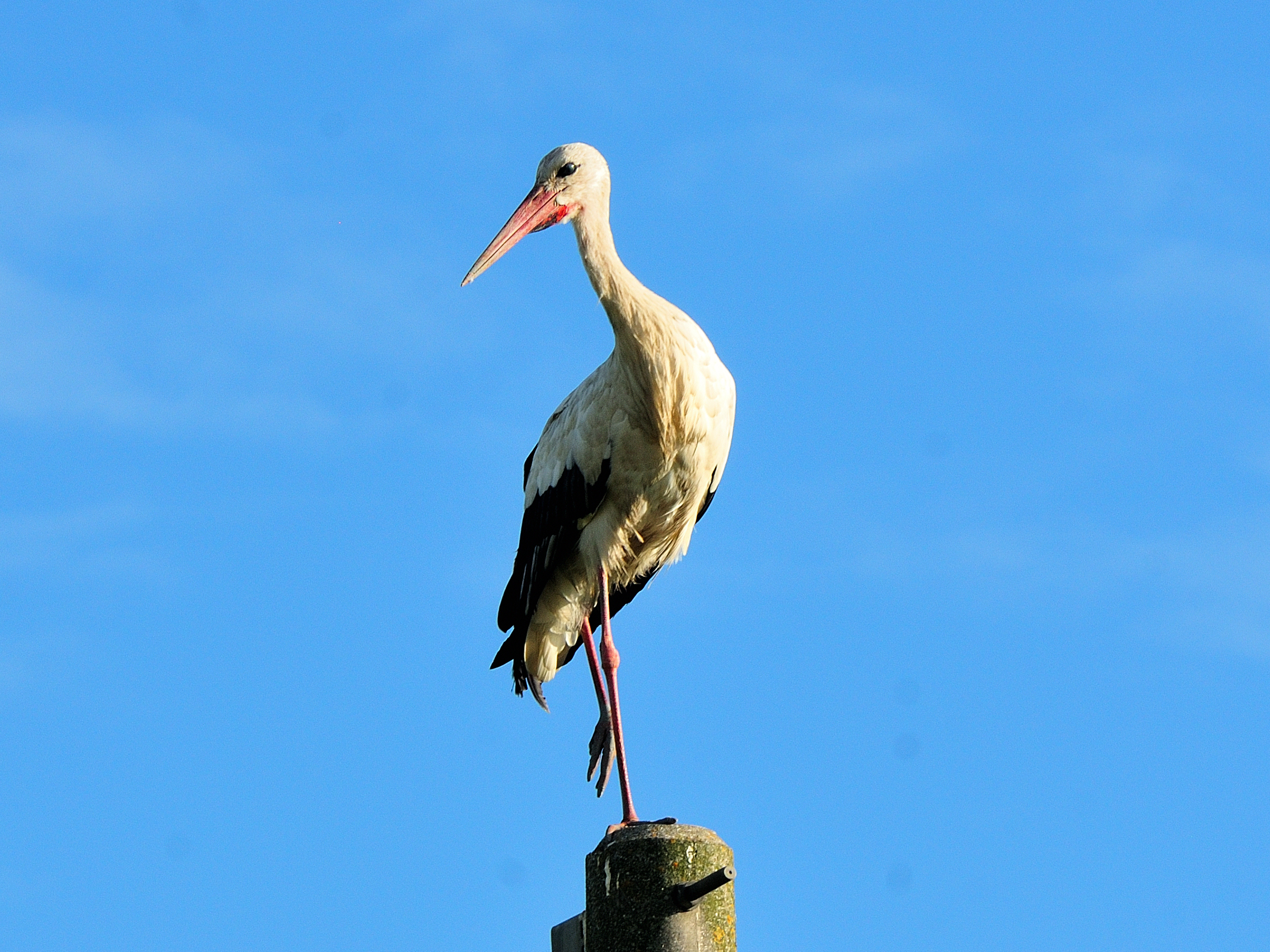 Stork