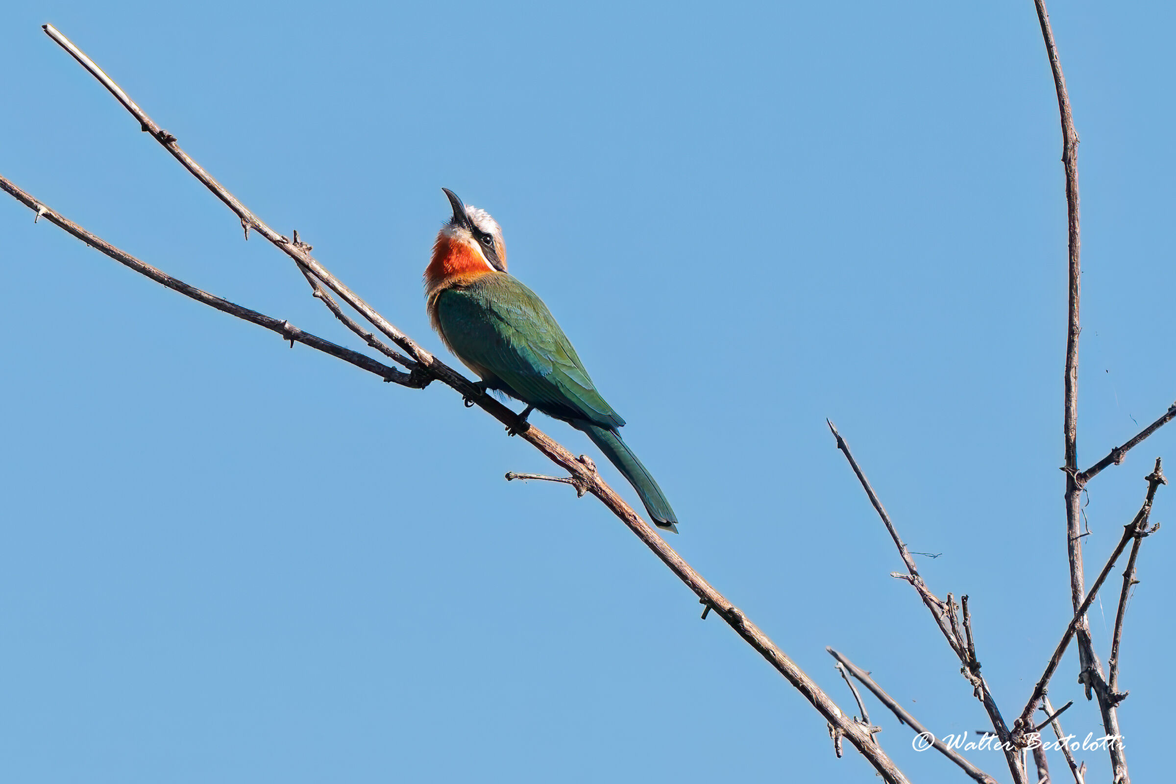 white-fronted bee-eater
