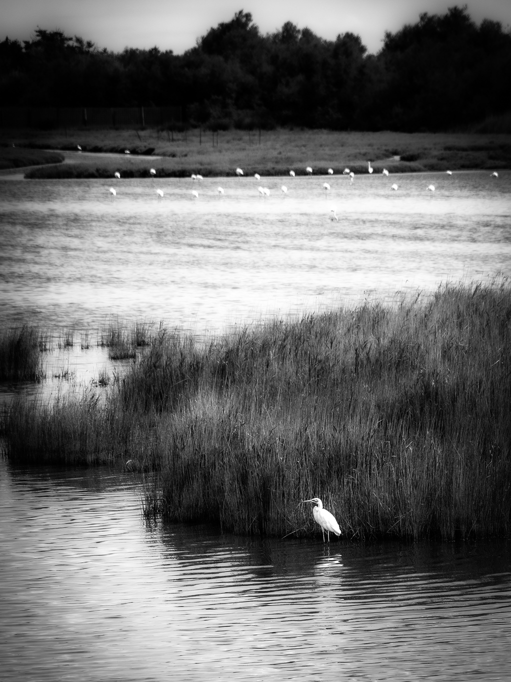 White Heron