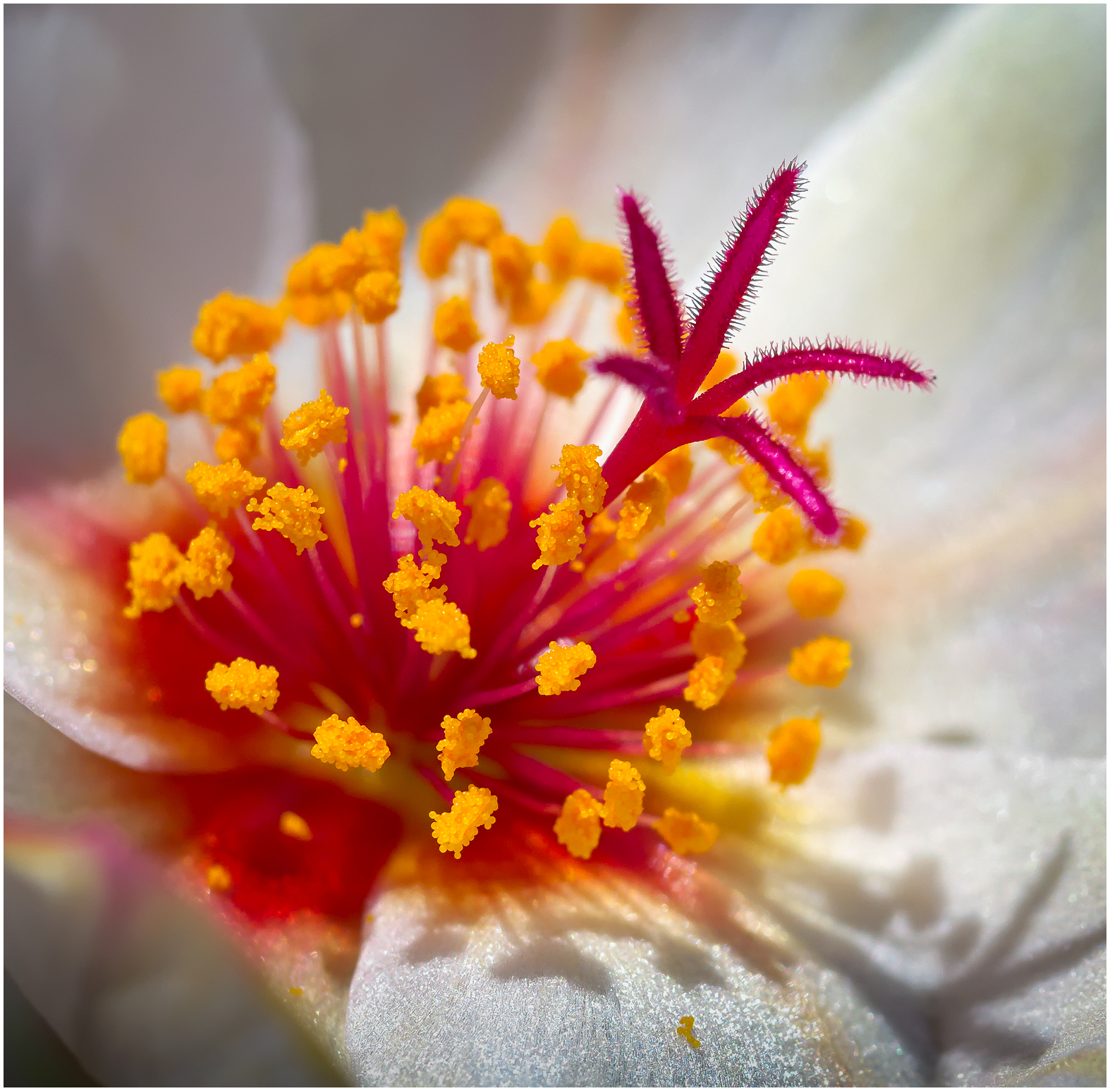 Portulaca stigma e antere