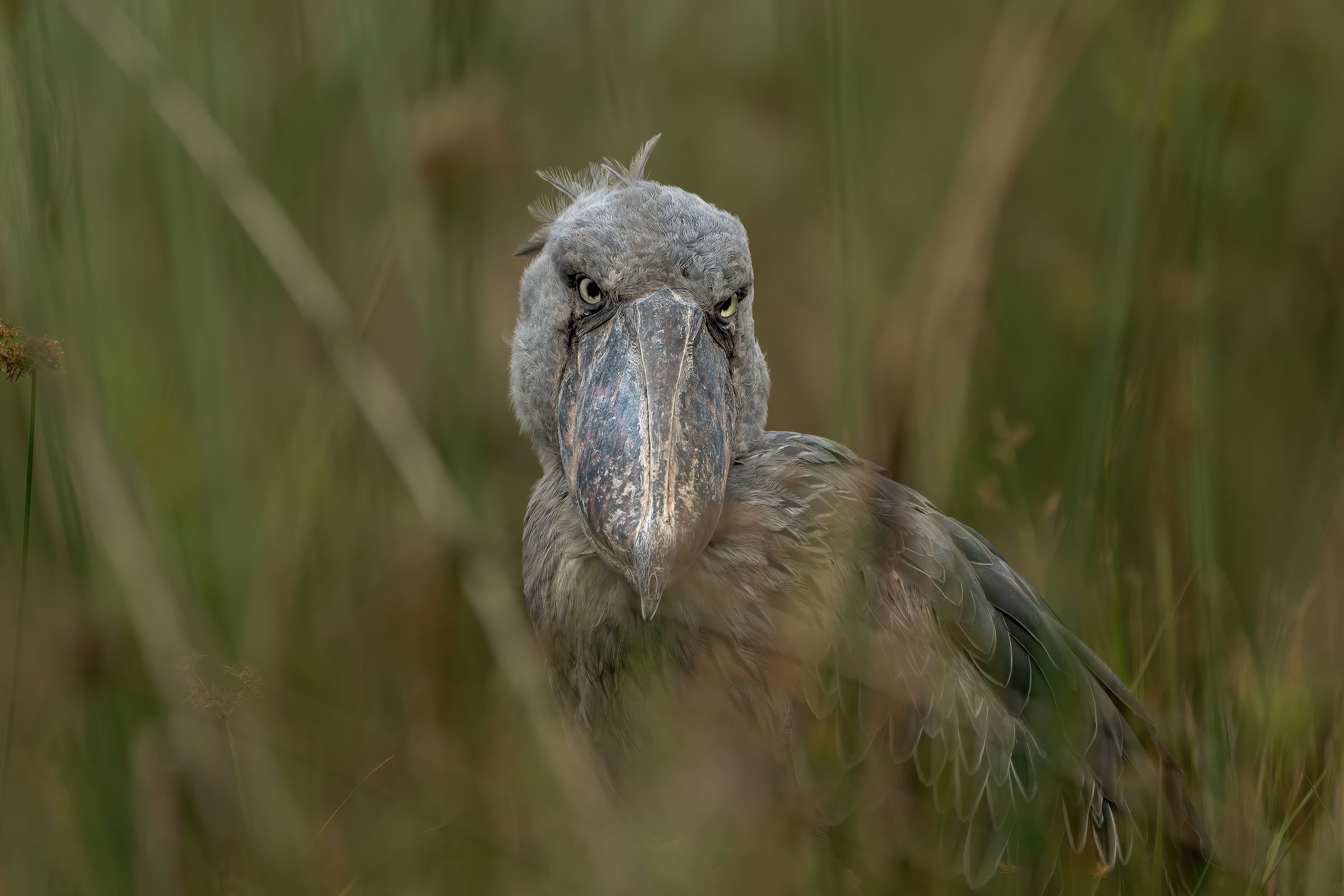 Uccello dal becco a scarpa