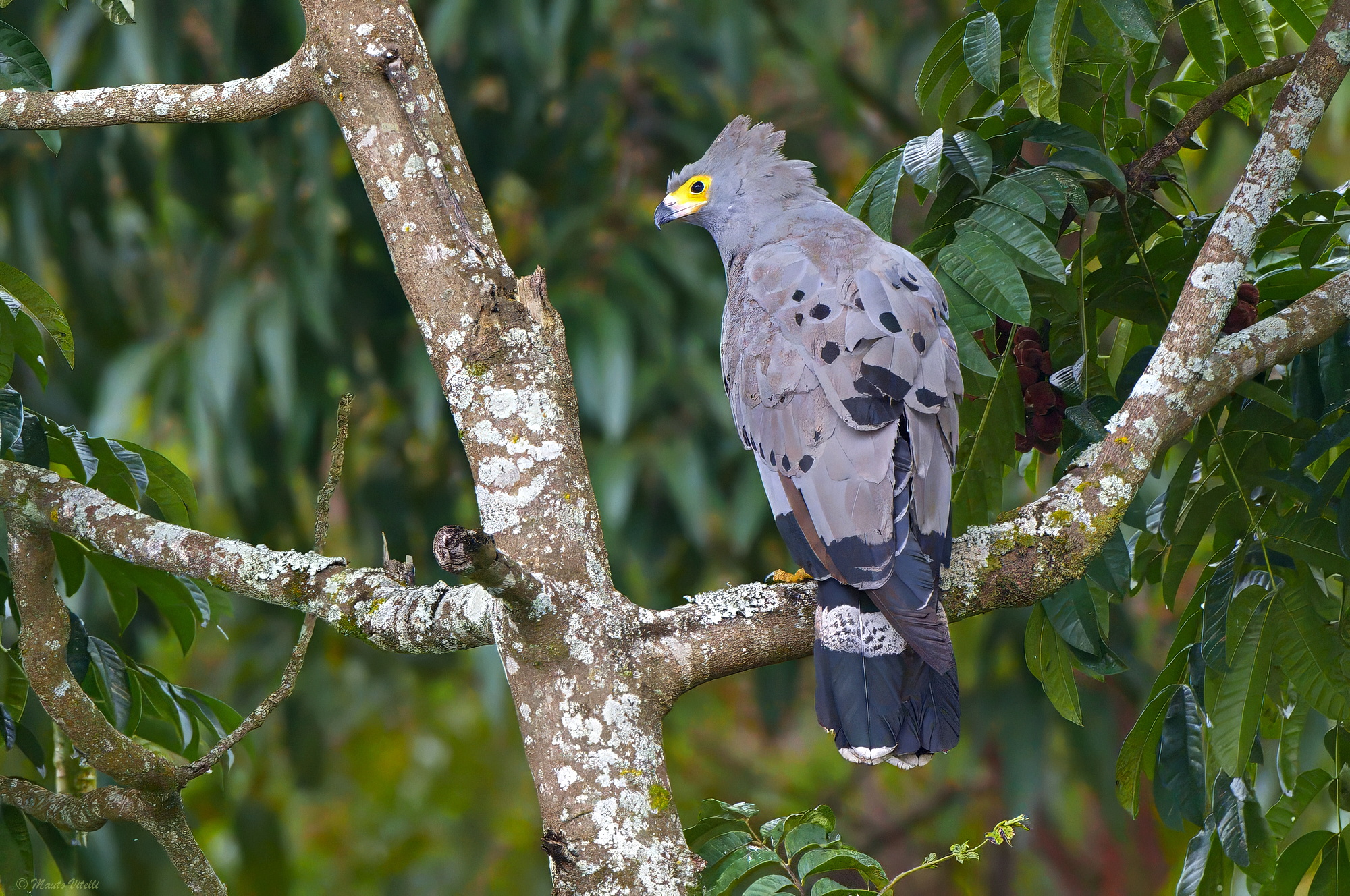 African snake hawk (Polyboroides typus)