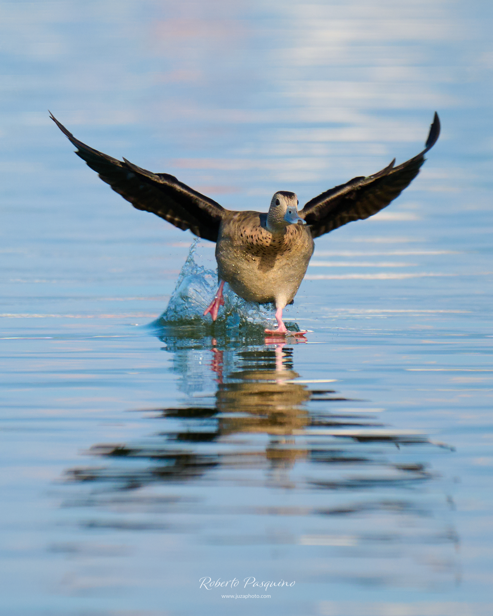 Alzavola Anellata in fase di atterraggio!!