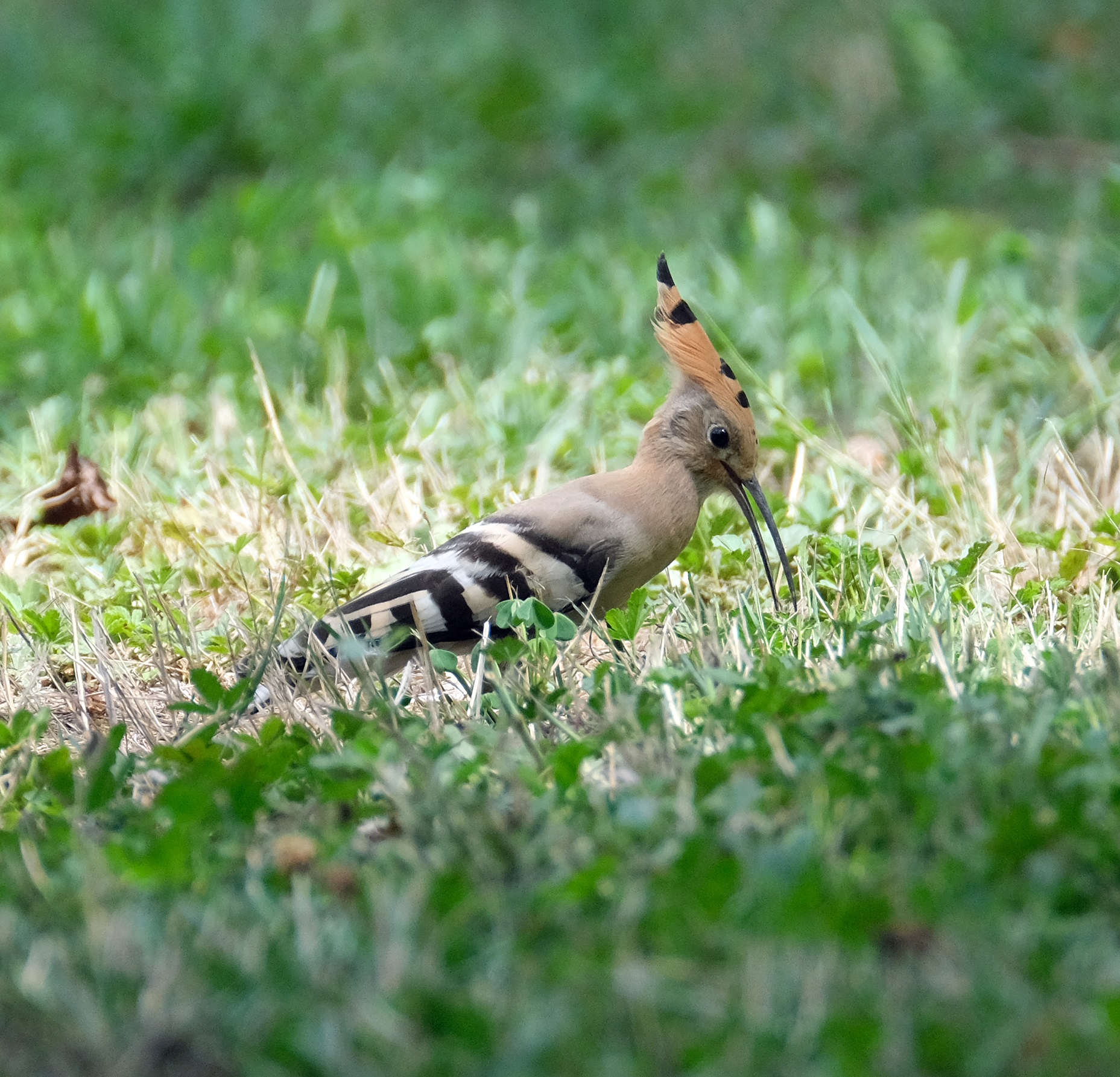 Hoopoe.2