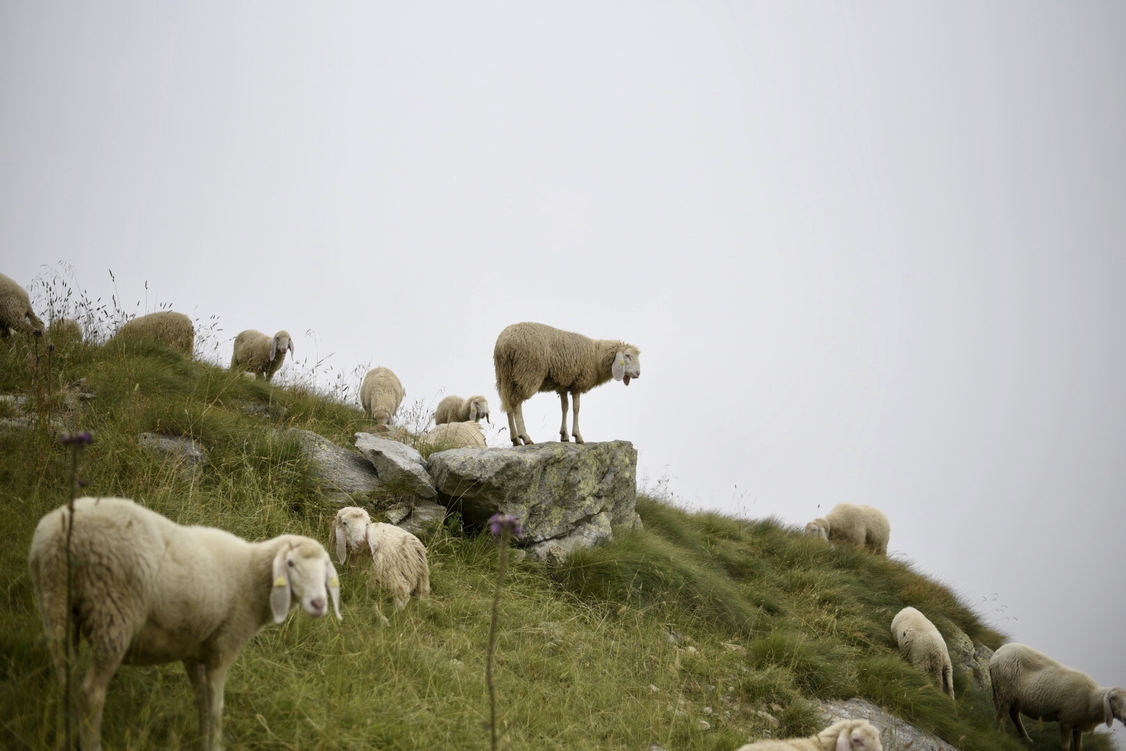 Gregge al Lago Della Vecchia