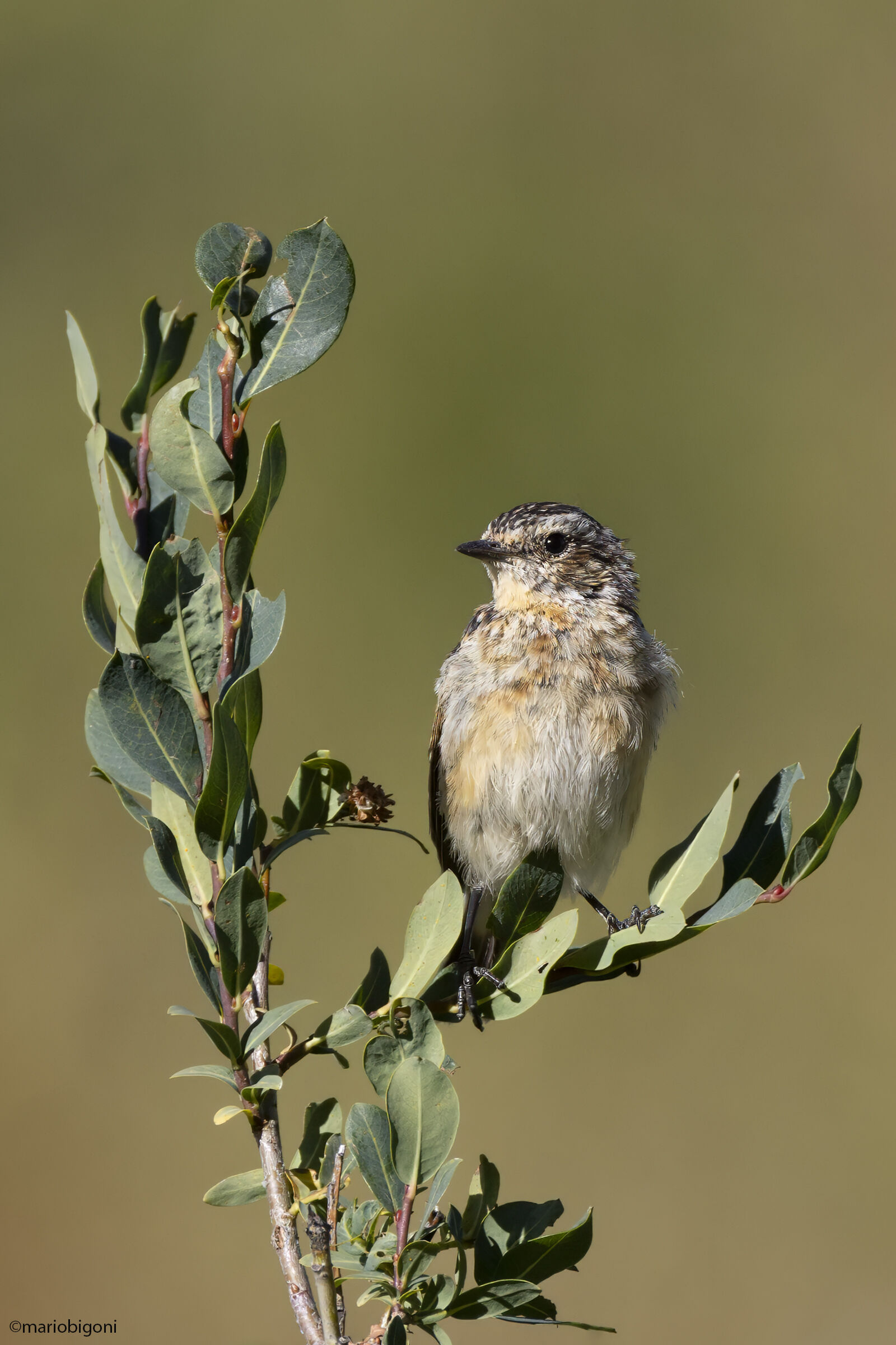 Whinchat