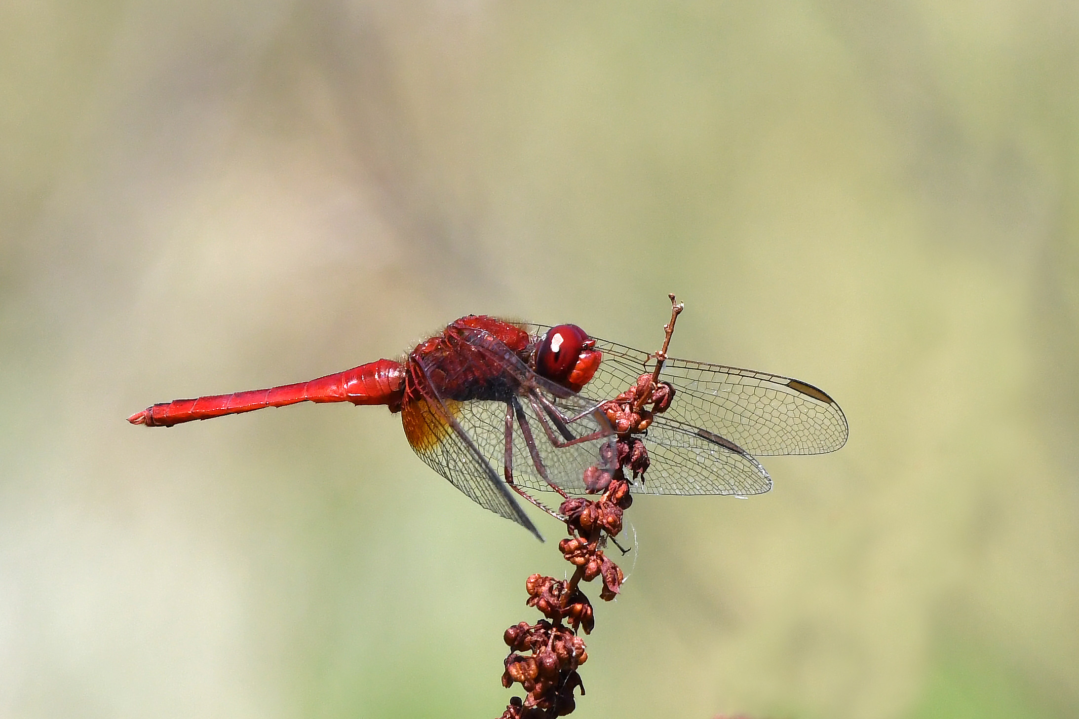 Arrowred arrow (crocothemis erythtraea) male