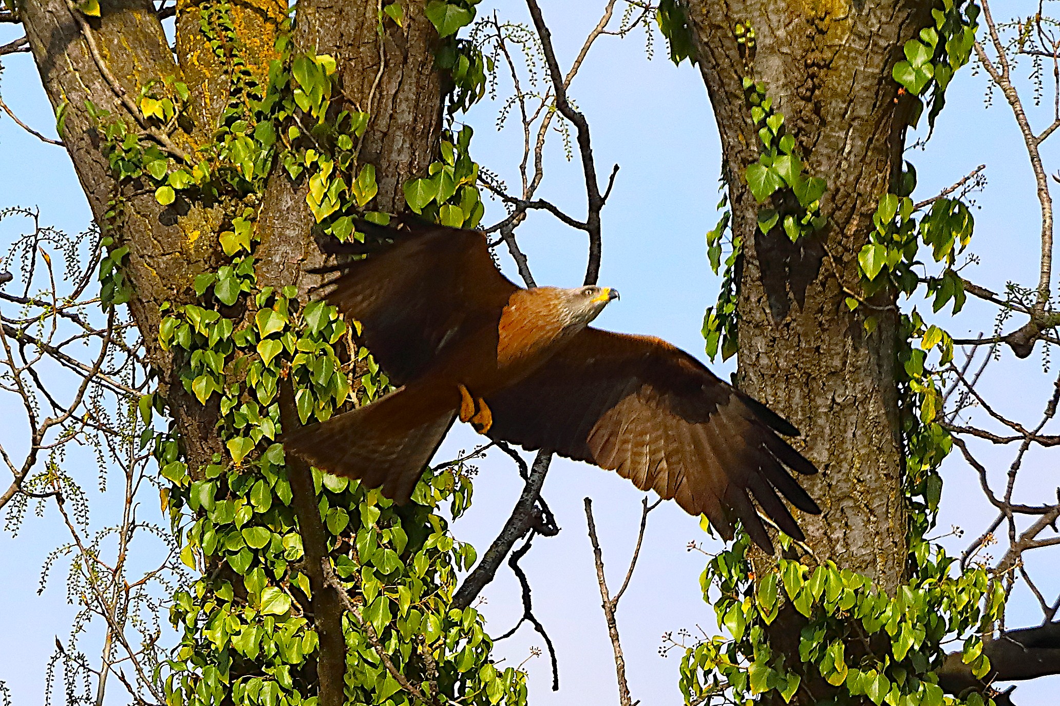 Nibbio bruno 29 marzo 2025 - 0219