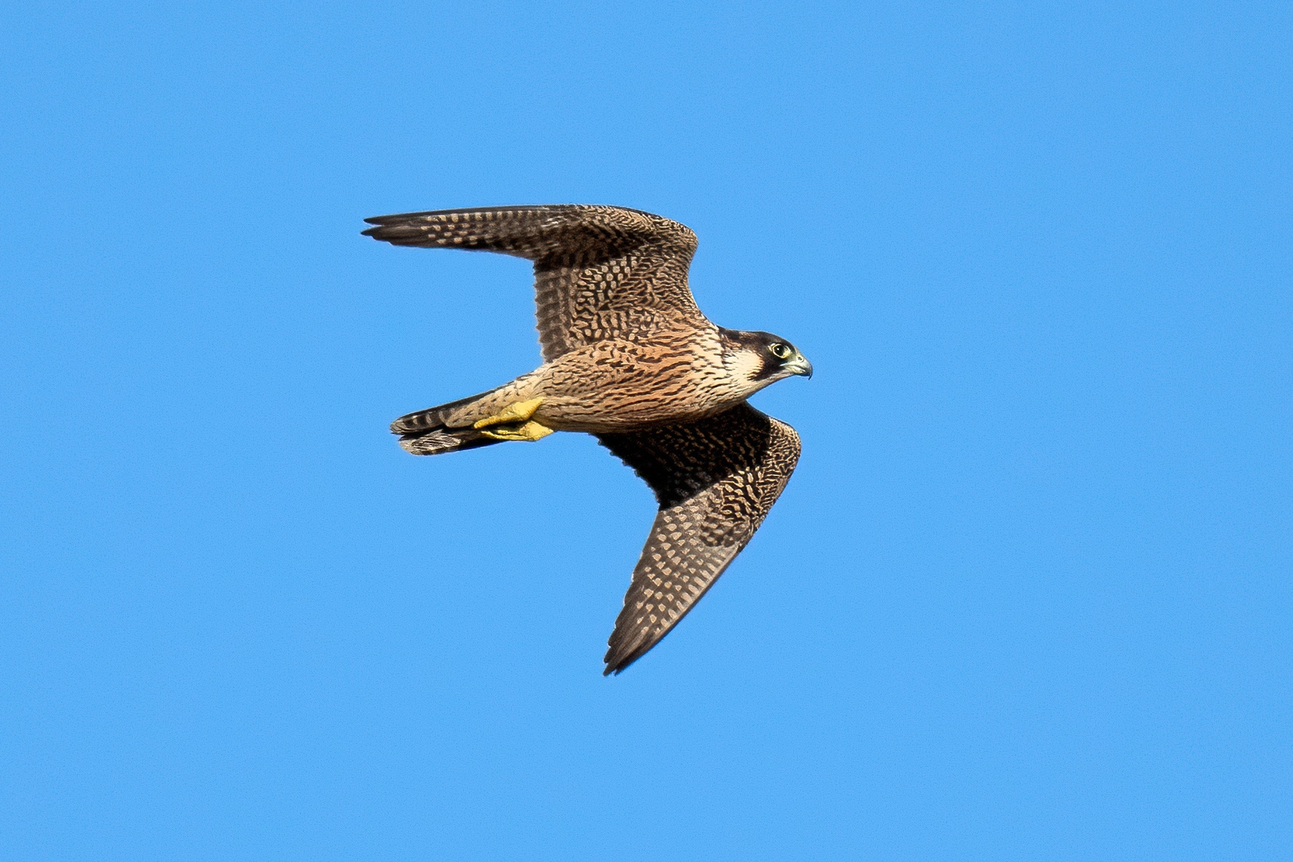 Peregrine falcon (Falco peregrinus)