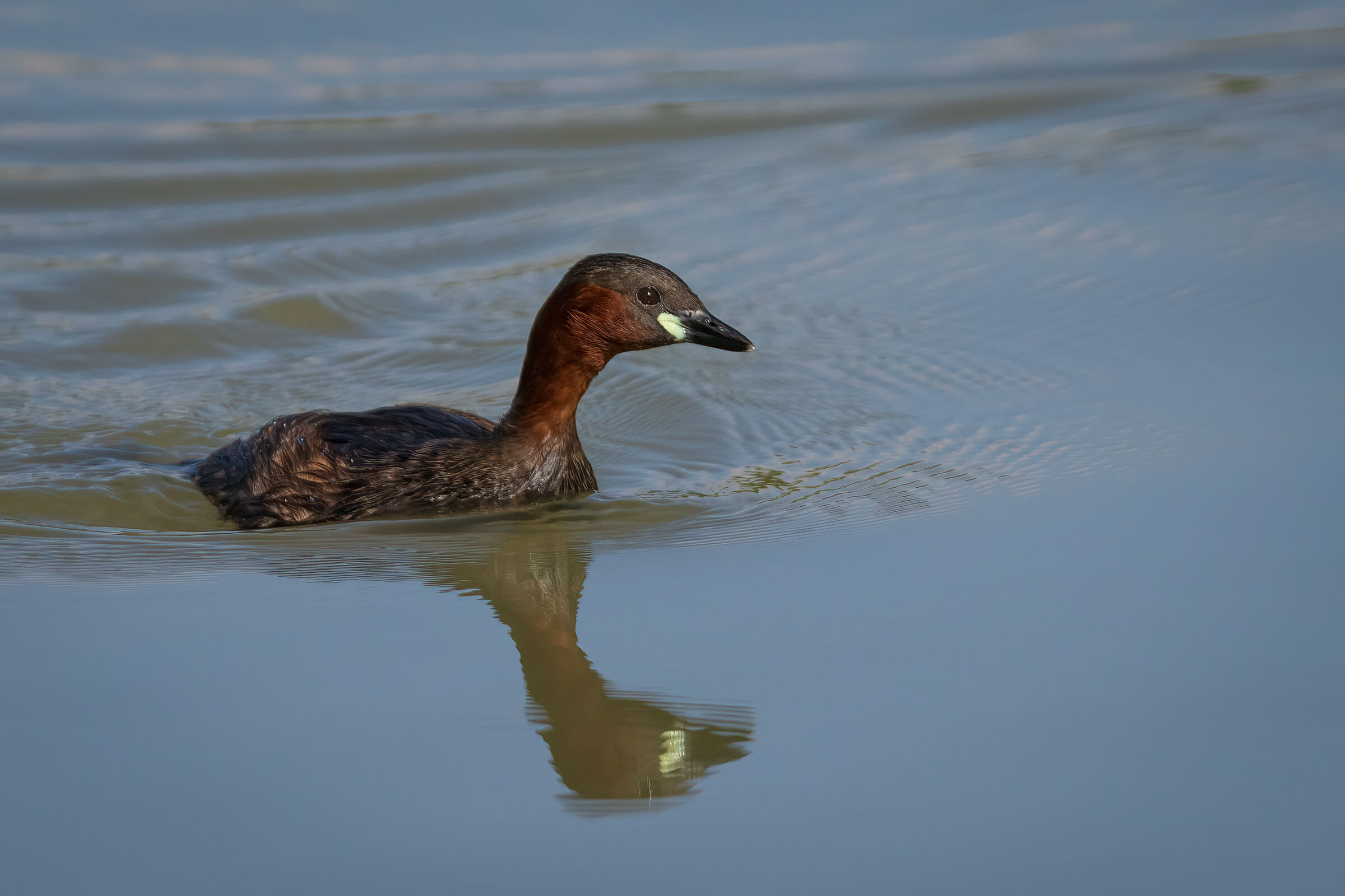 Dabchick