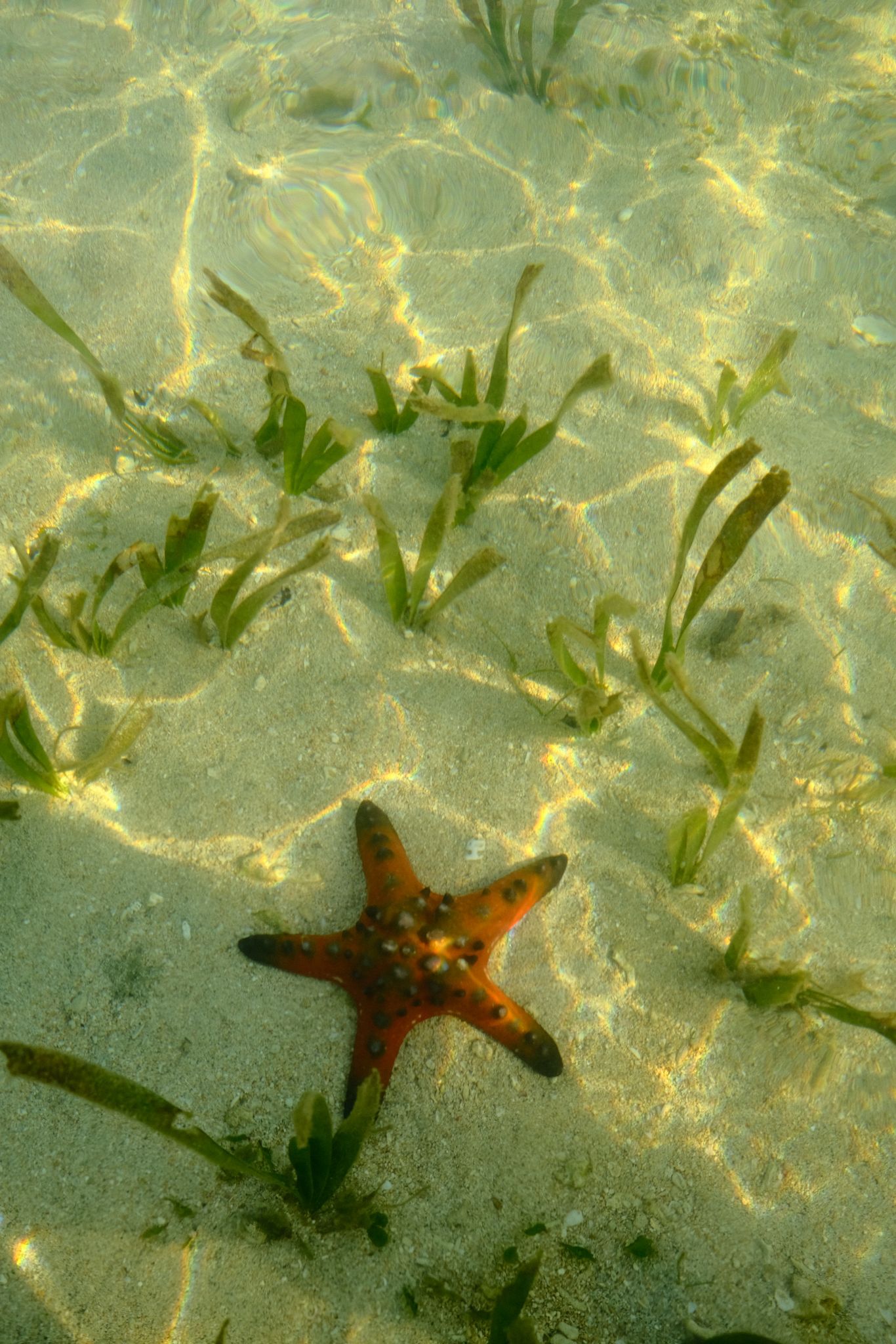 stella maris