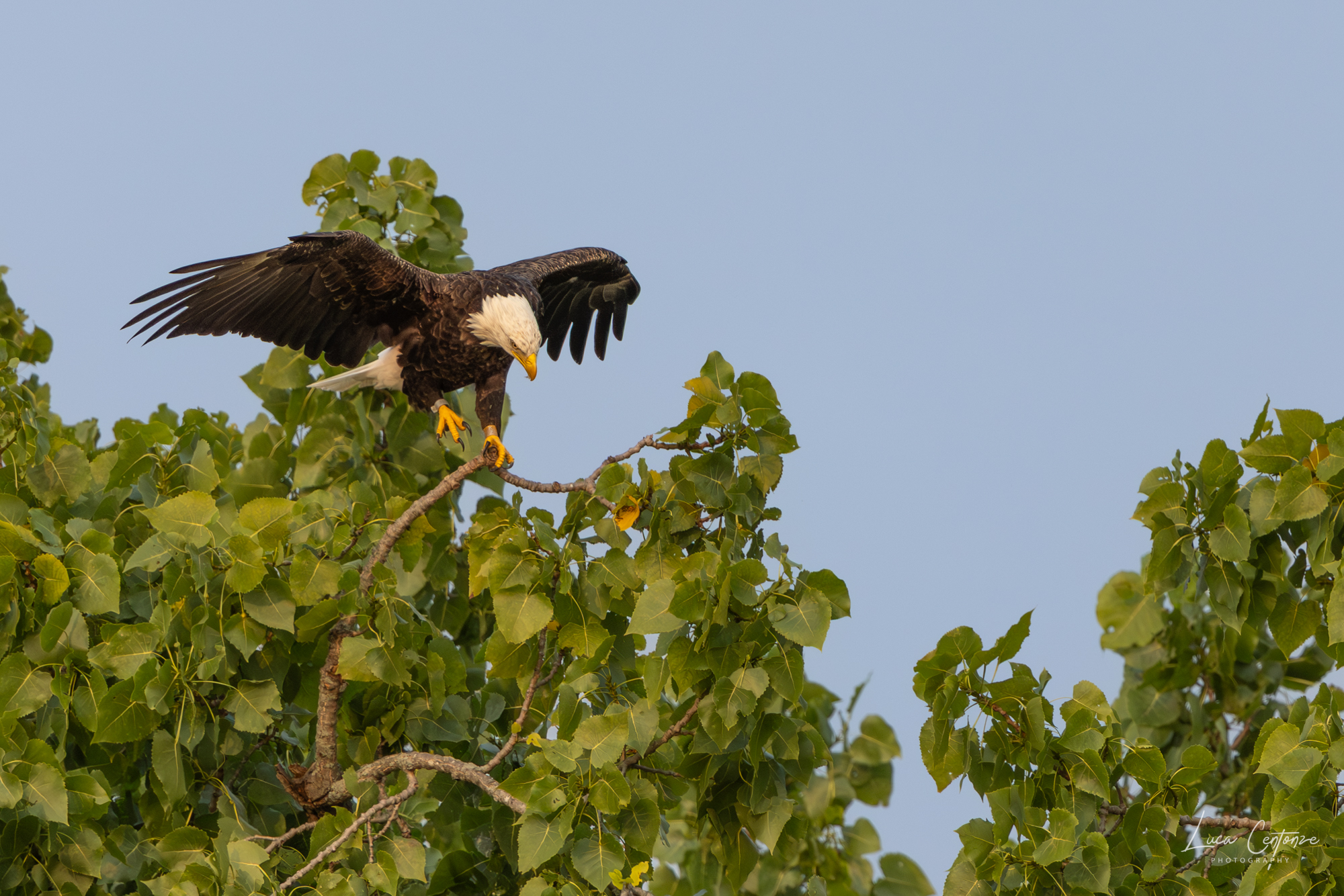 Adult Bald Eagle (Haliaeetus leucocephalus)