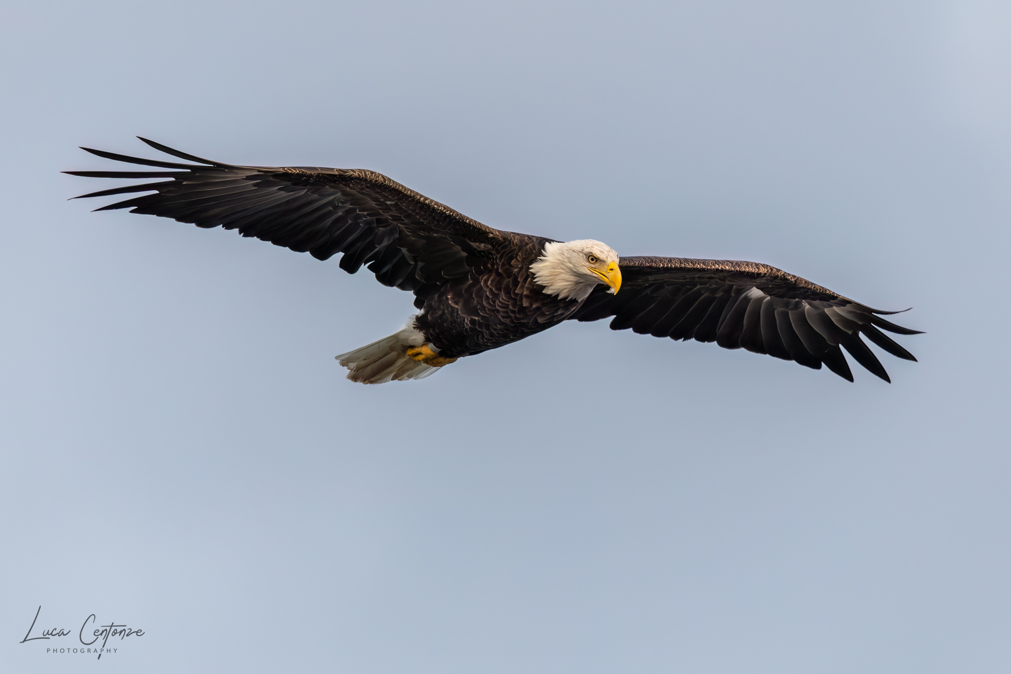 Bald Eagle (Haliaeetus leucocephalus) in flight