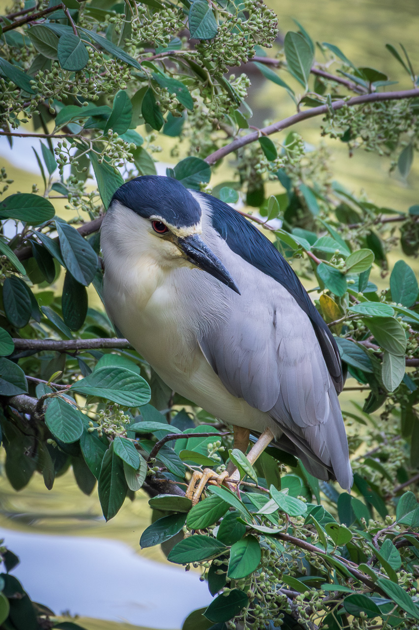 Night Heron