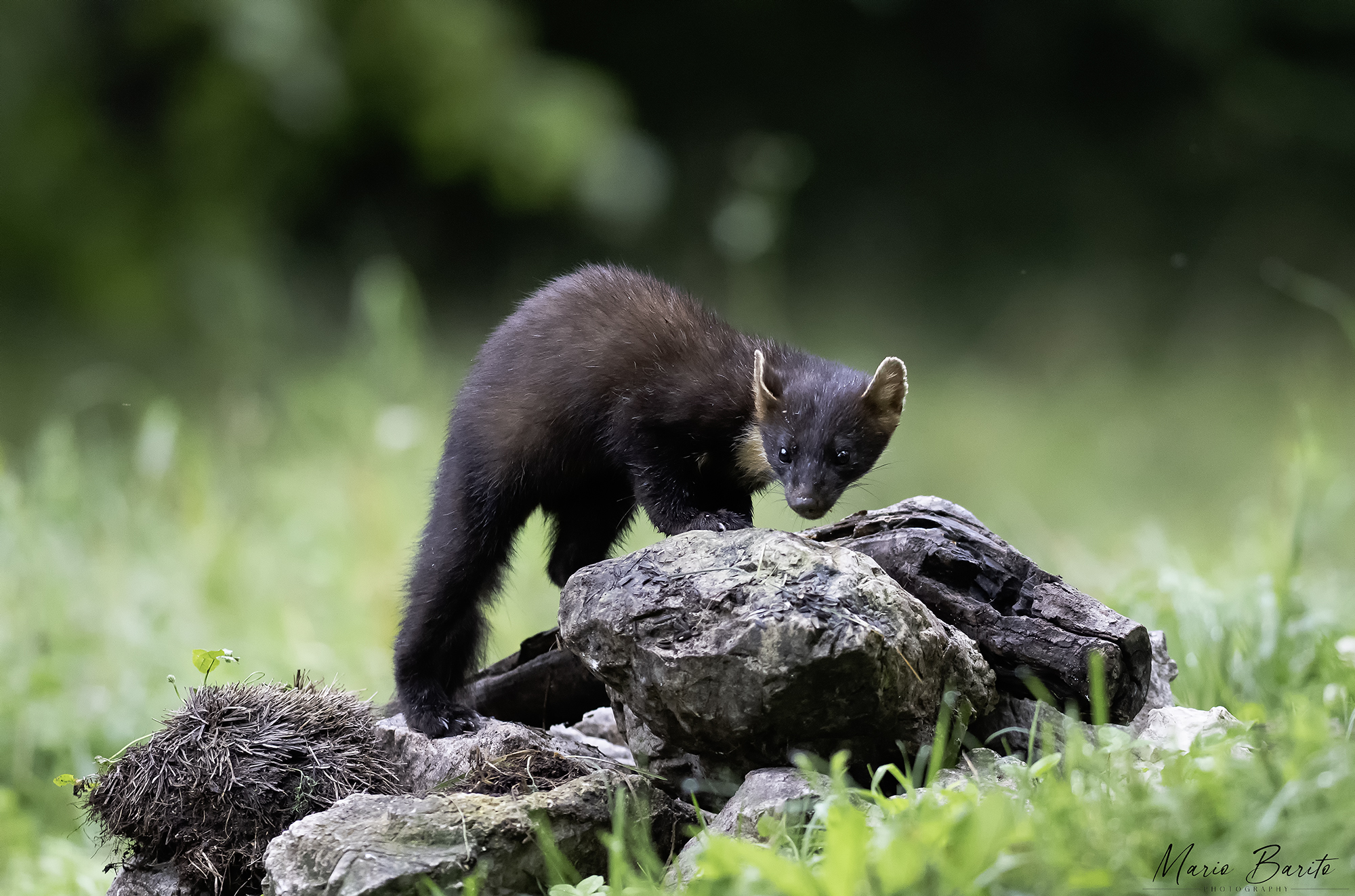 martora ,,foto da capanno