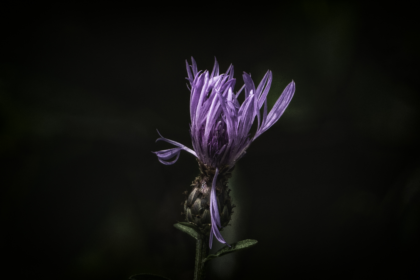Cornflower