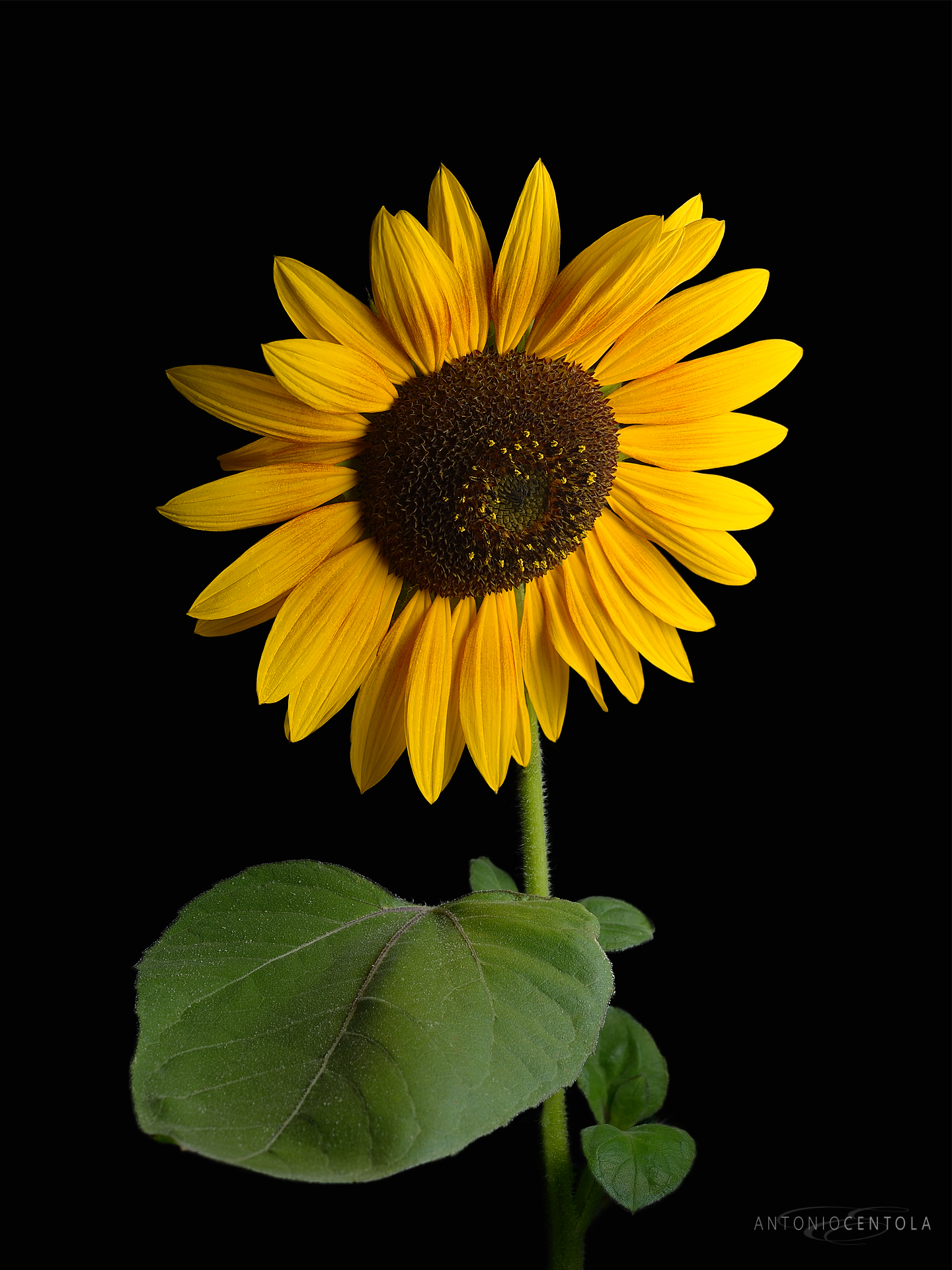 Un ritratto al volo al Girasole