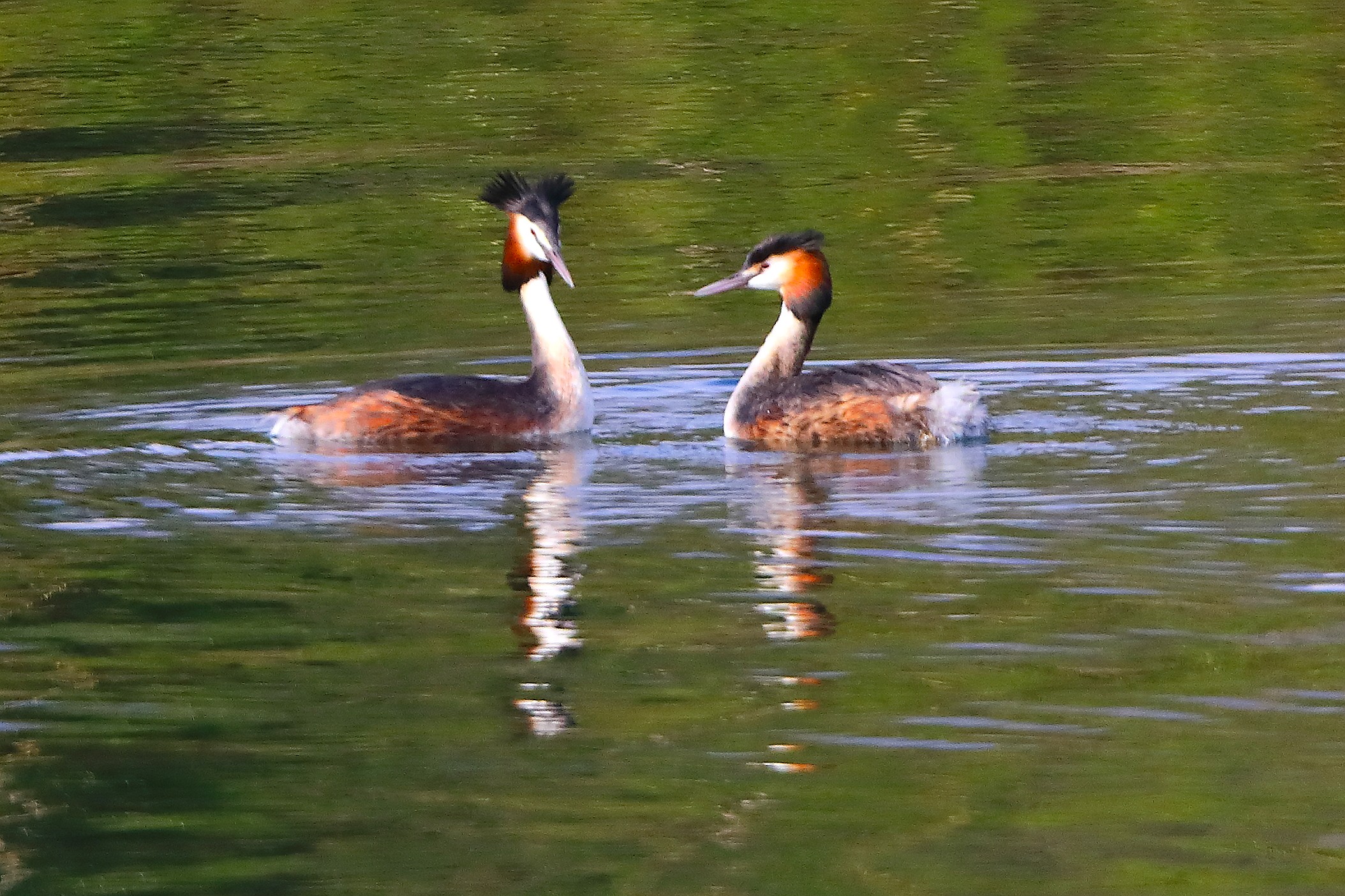 Svassi 29 marzo 2025 - 0129