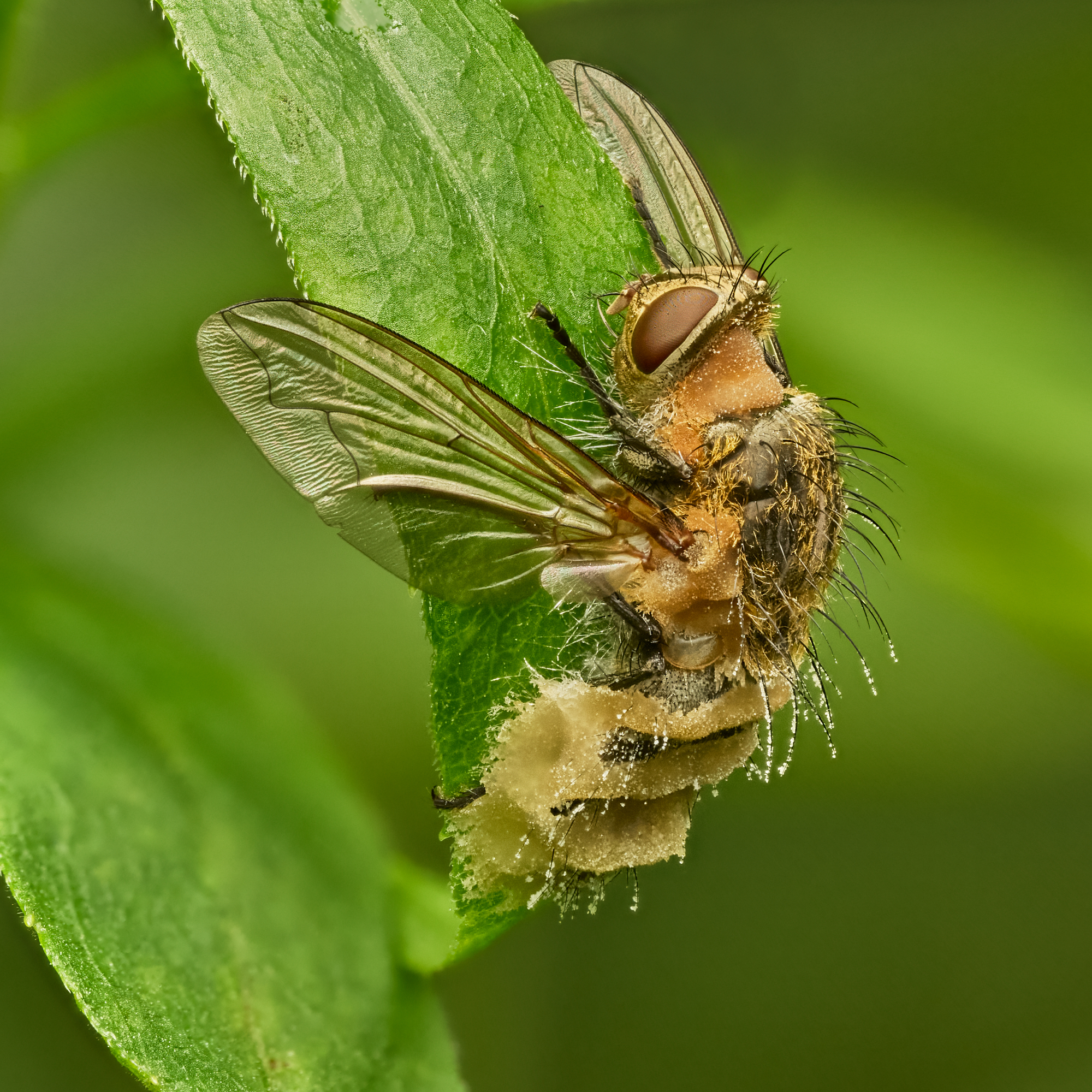 Tachinidae sp.; Entomophthora sp.