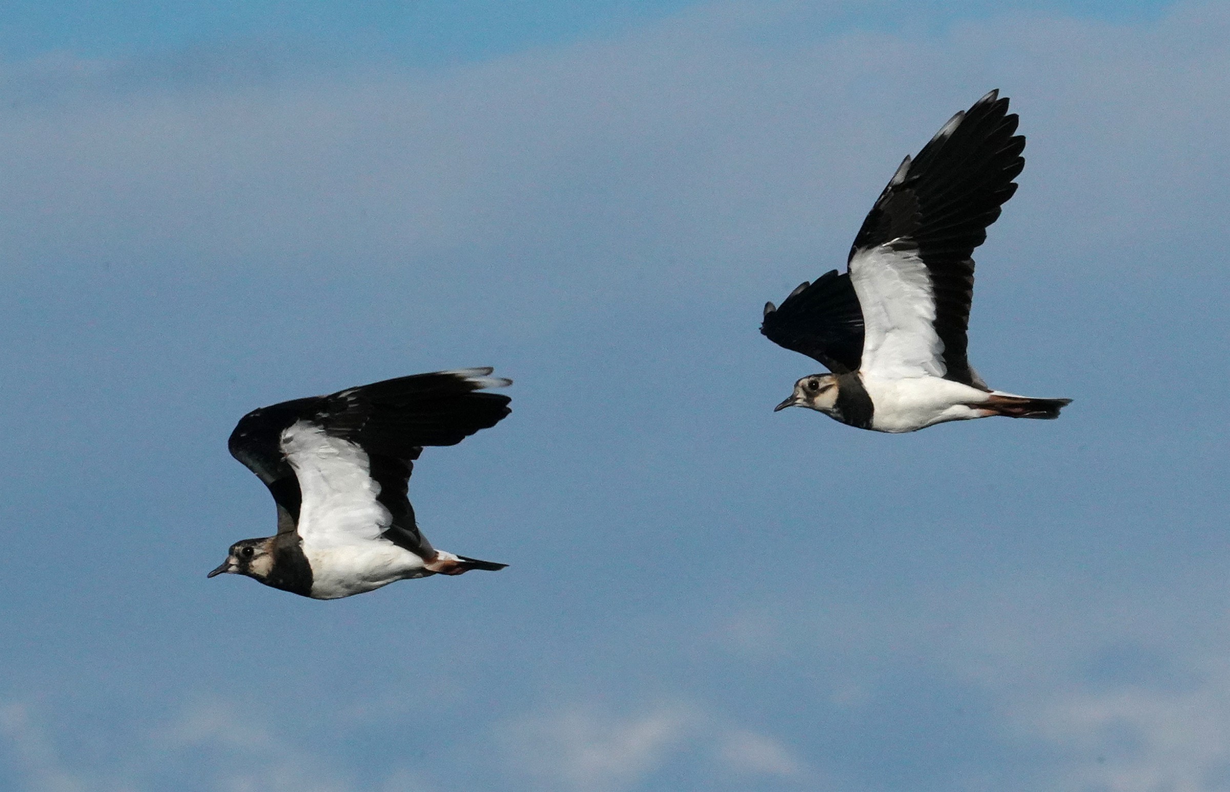 Pavondelle in volo