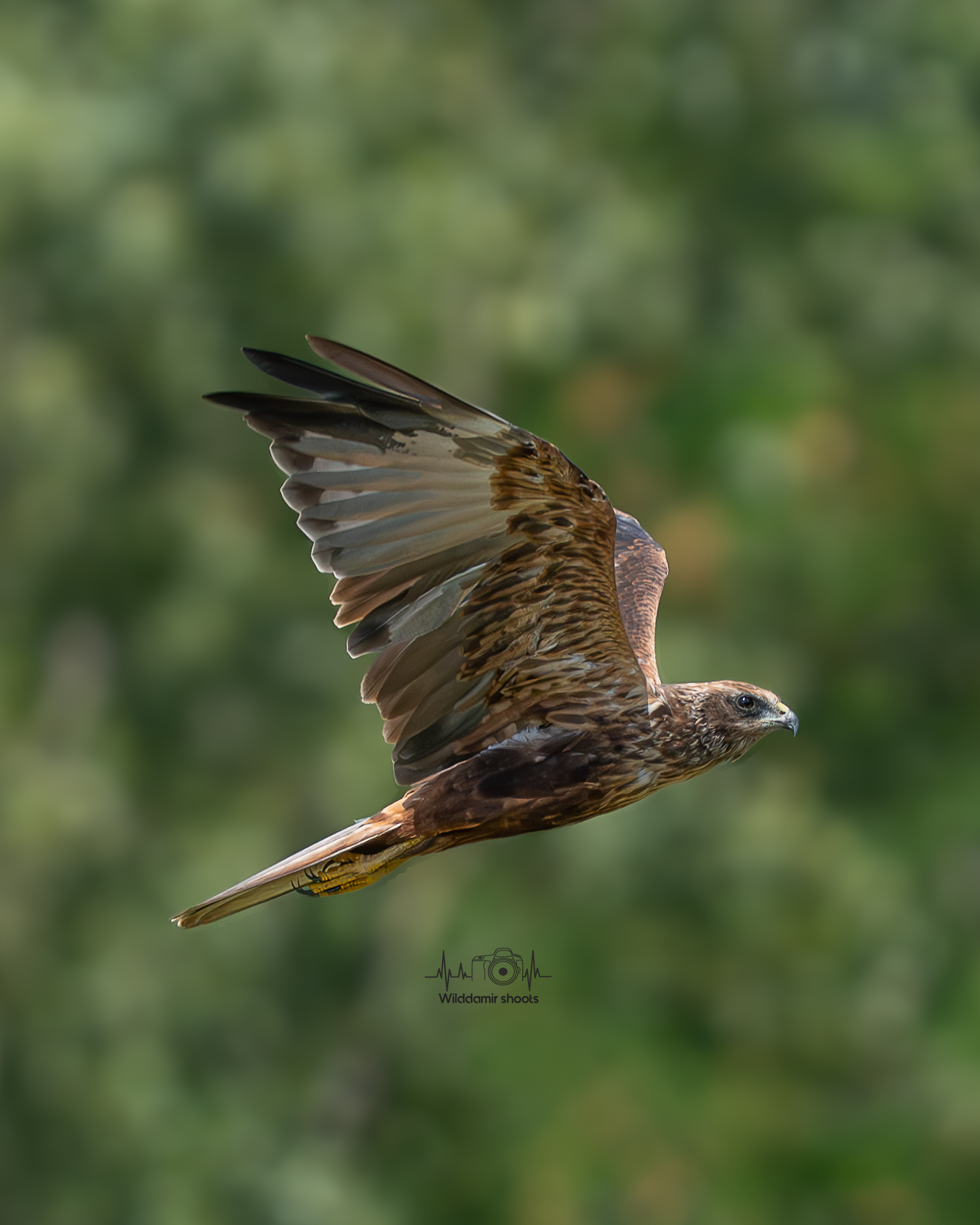 Marsh Harrier
