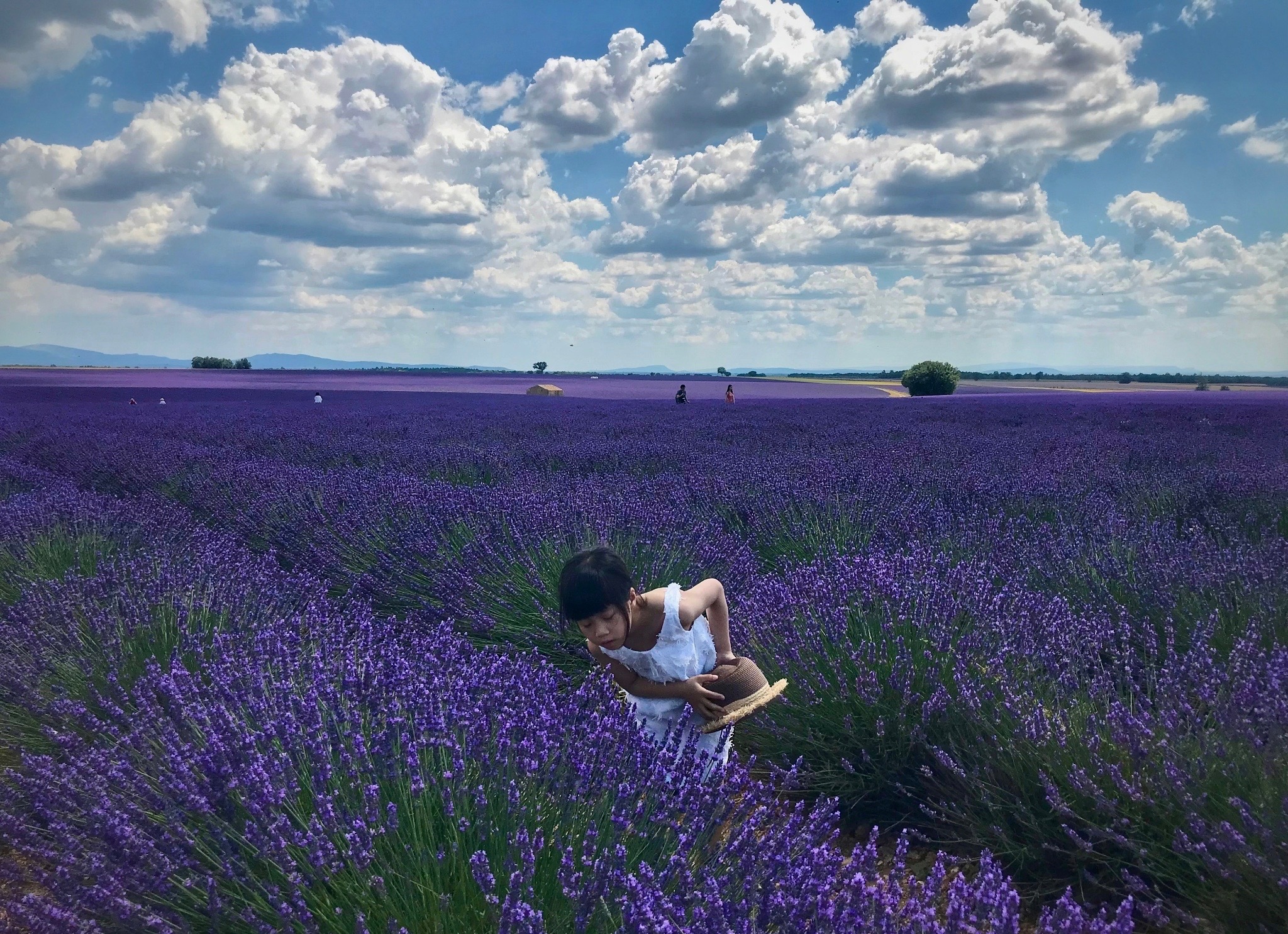 Lavender scent