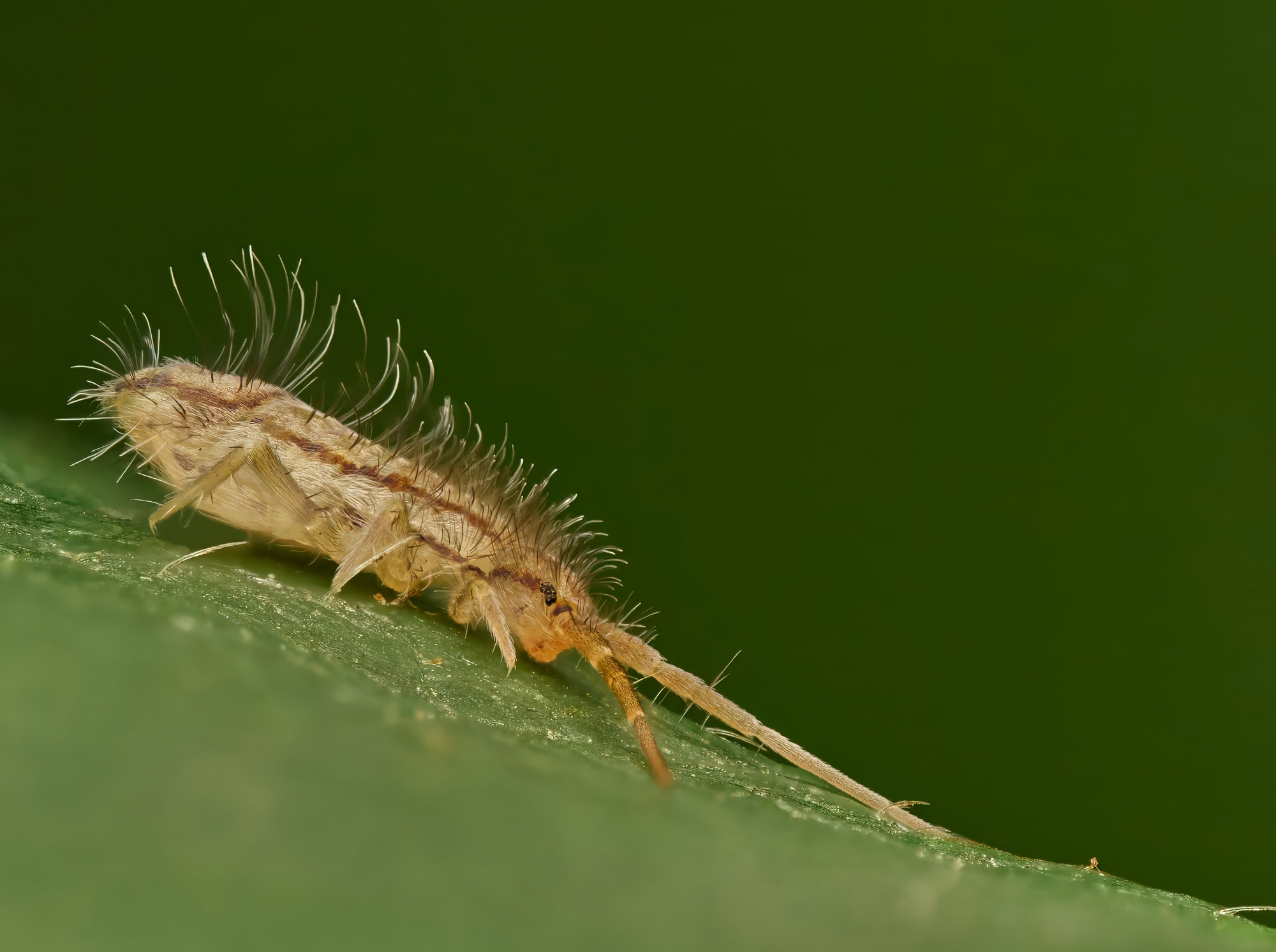 Entomobrycidae