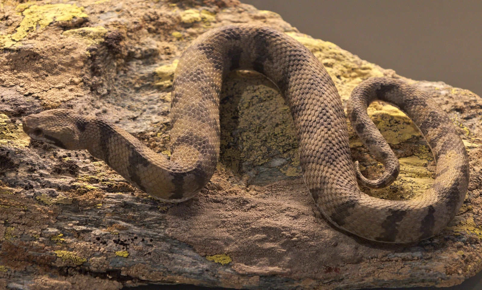 Vipera aspis
