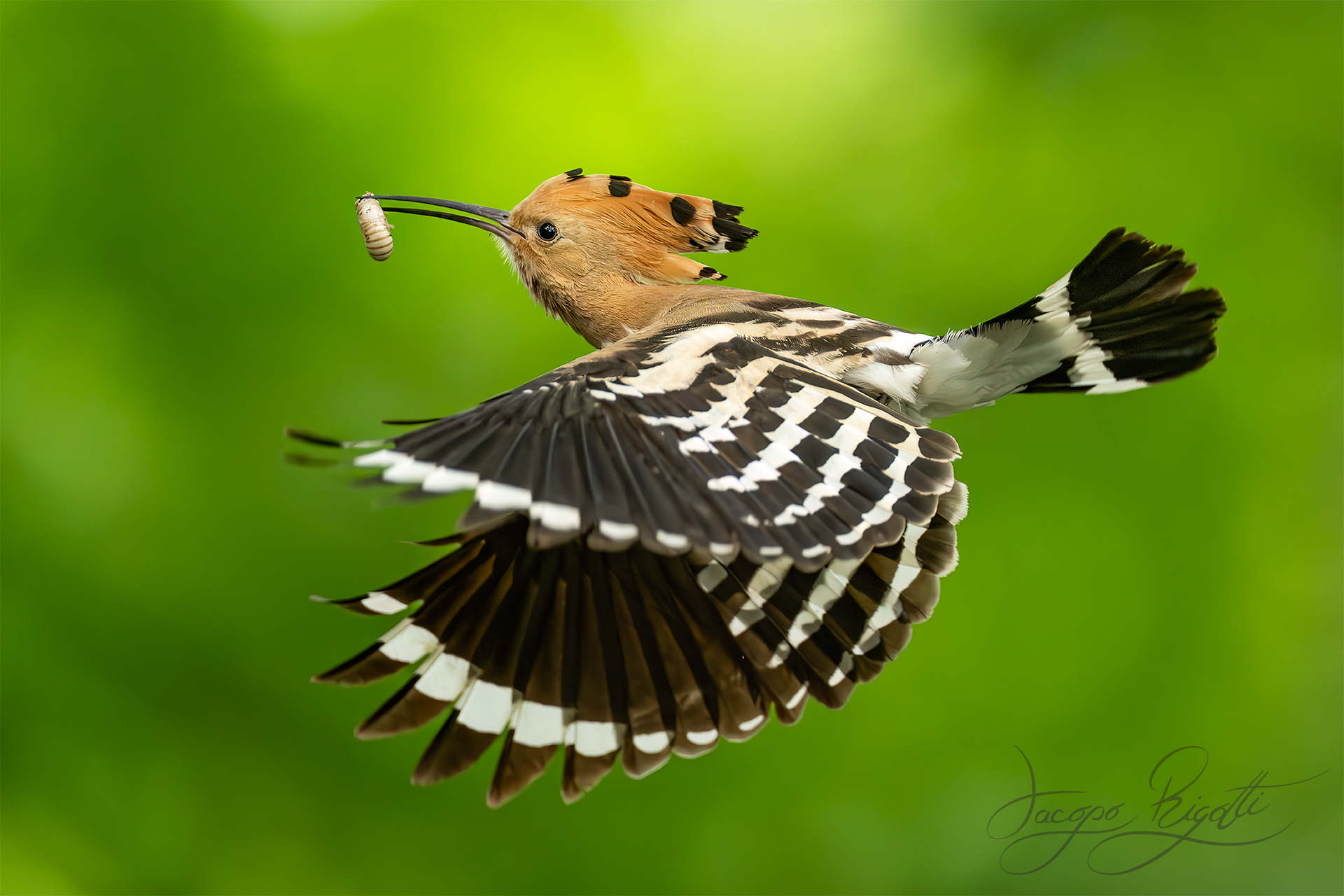 The elegance of the hoopoe