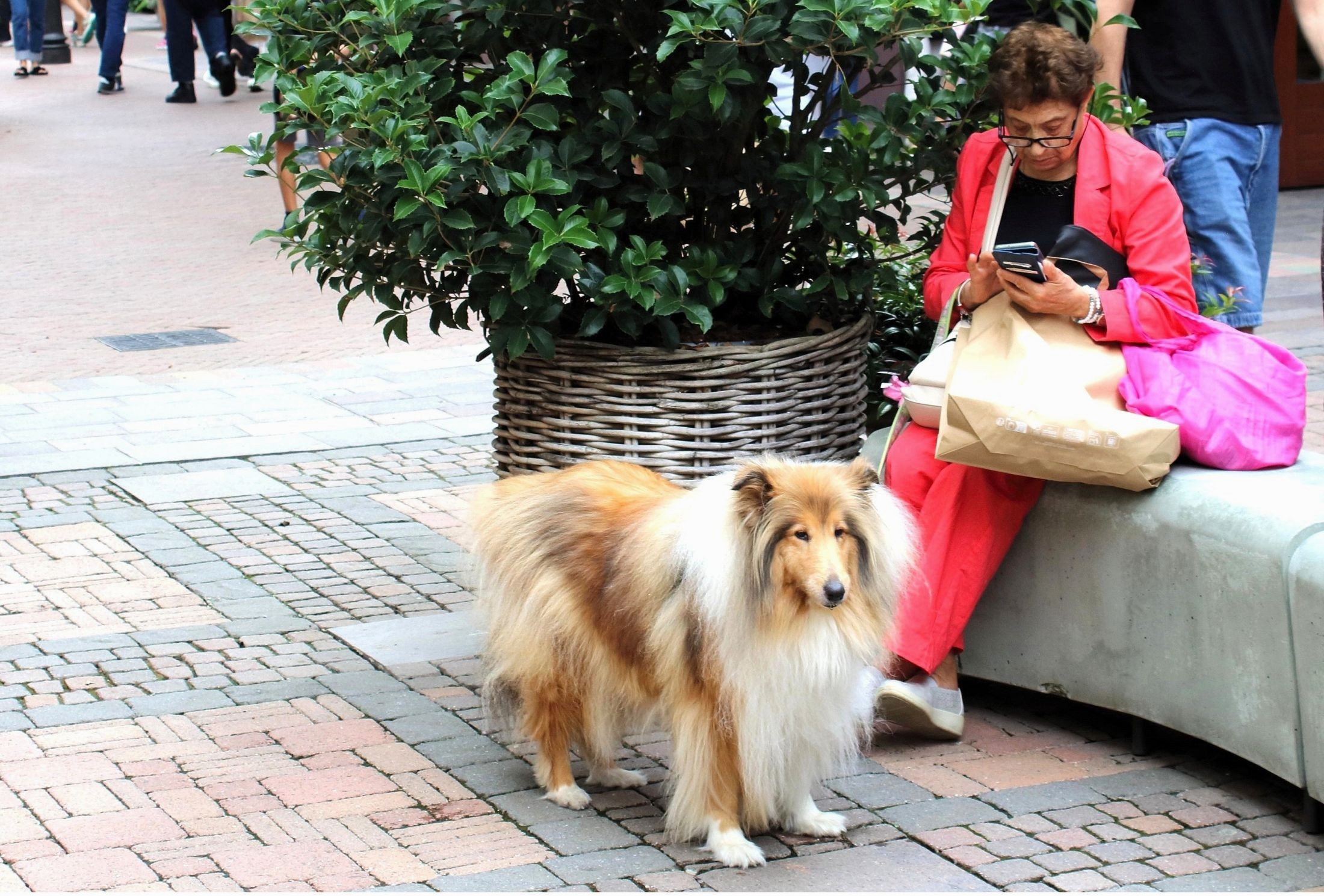 Che barba quel telefonino!