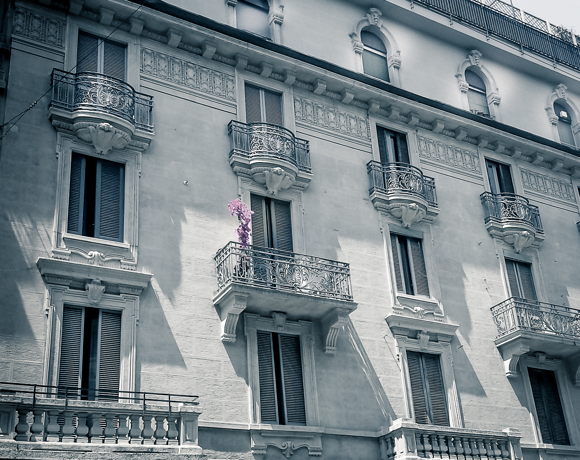 Un fiore tra il cemento