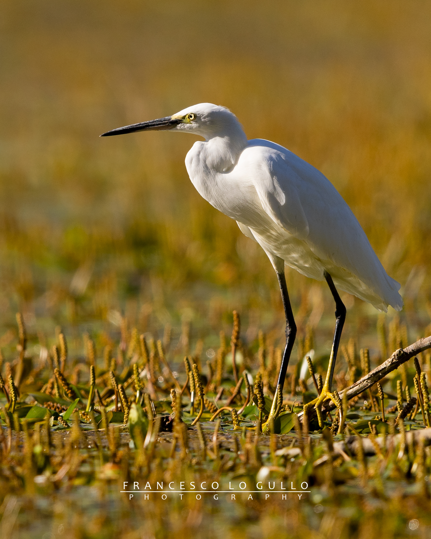 Egretta garzetta