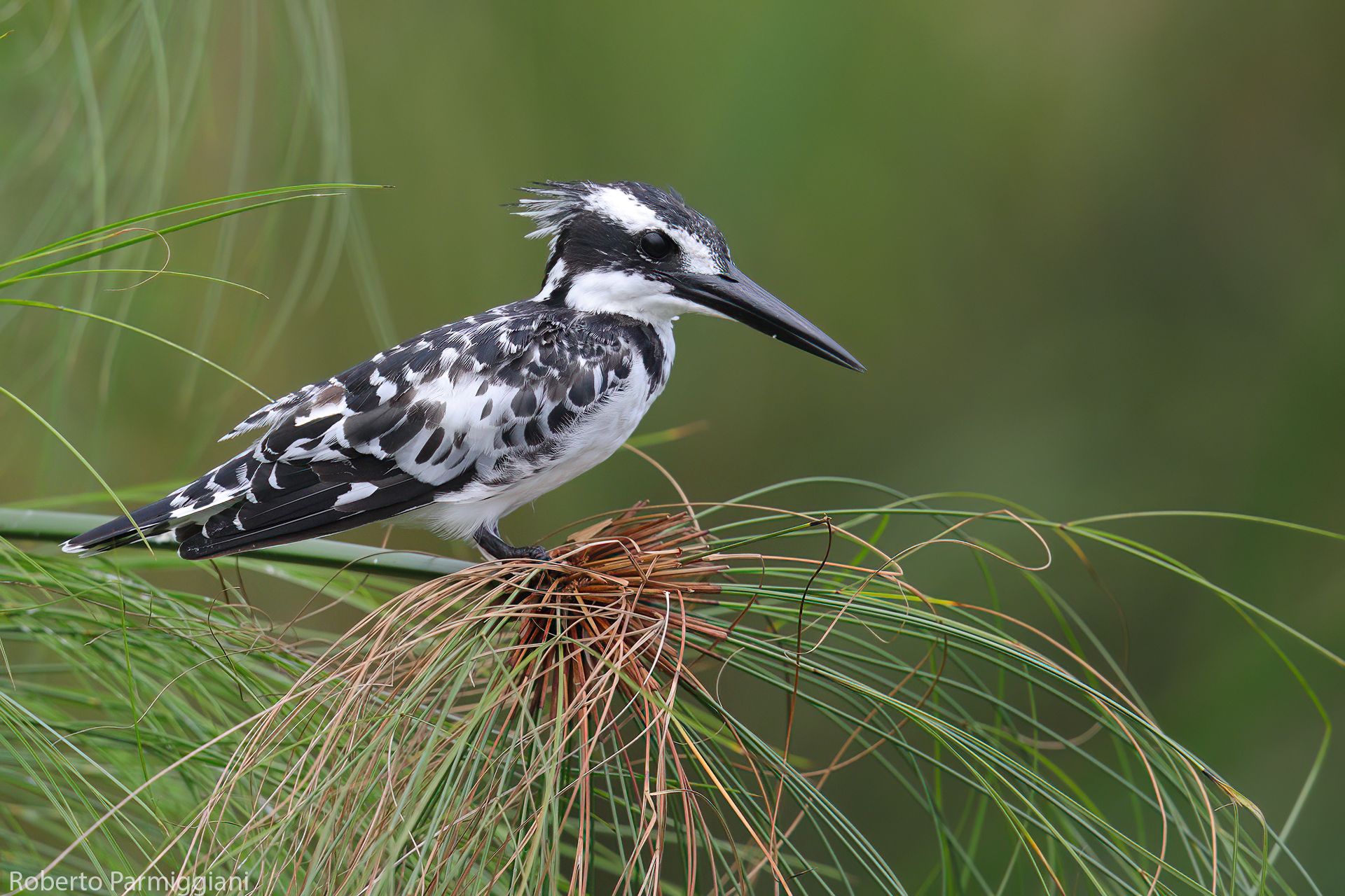 Martin pescatore e papiro