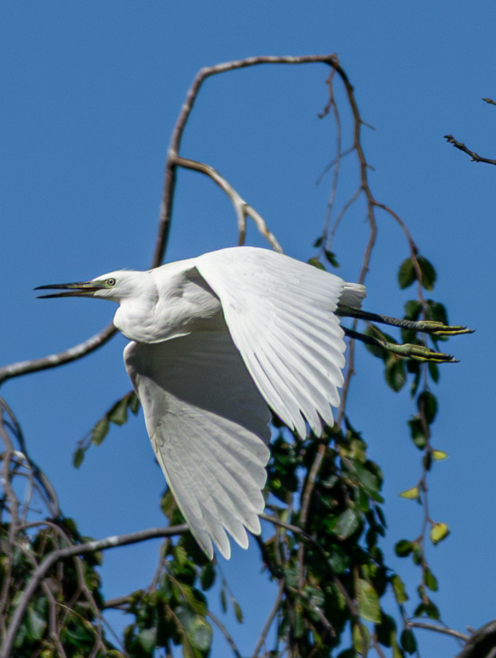 Egret