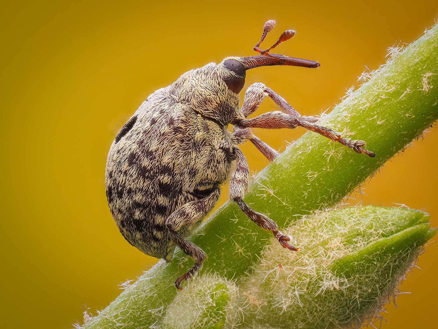 Cionus sp.