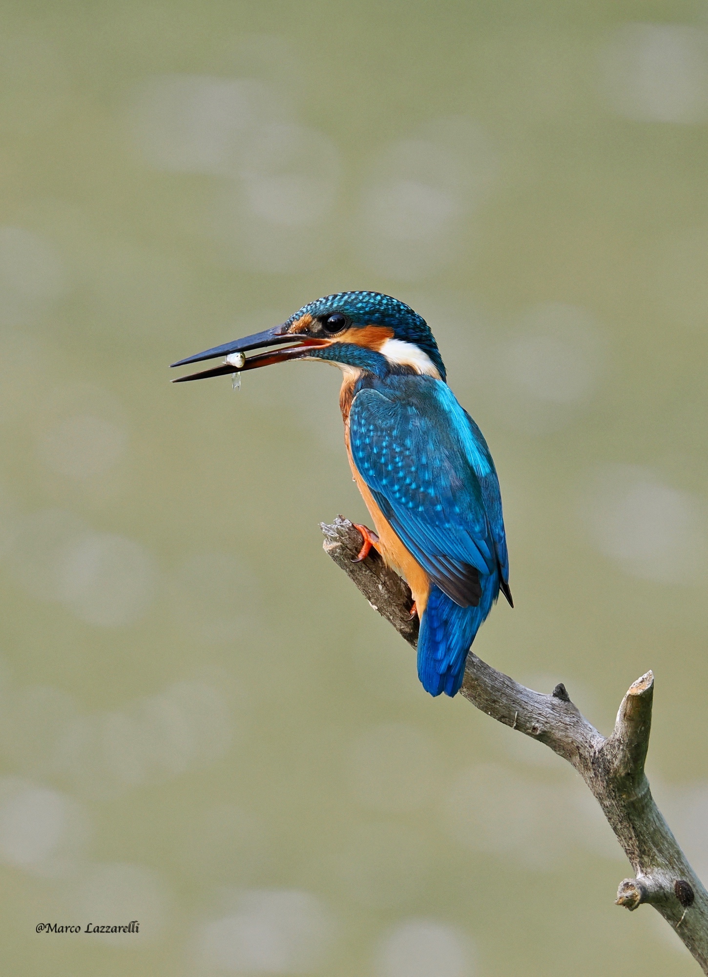 Small fish are hunted