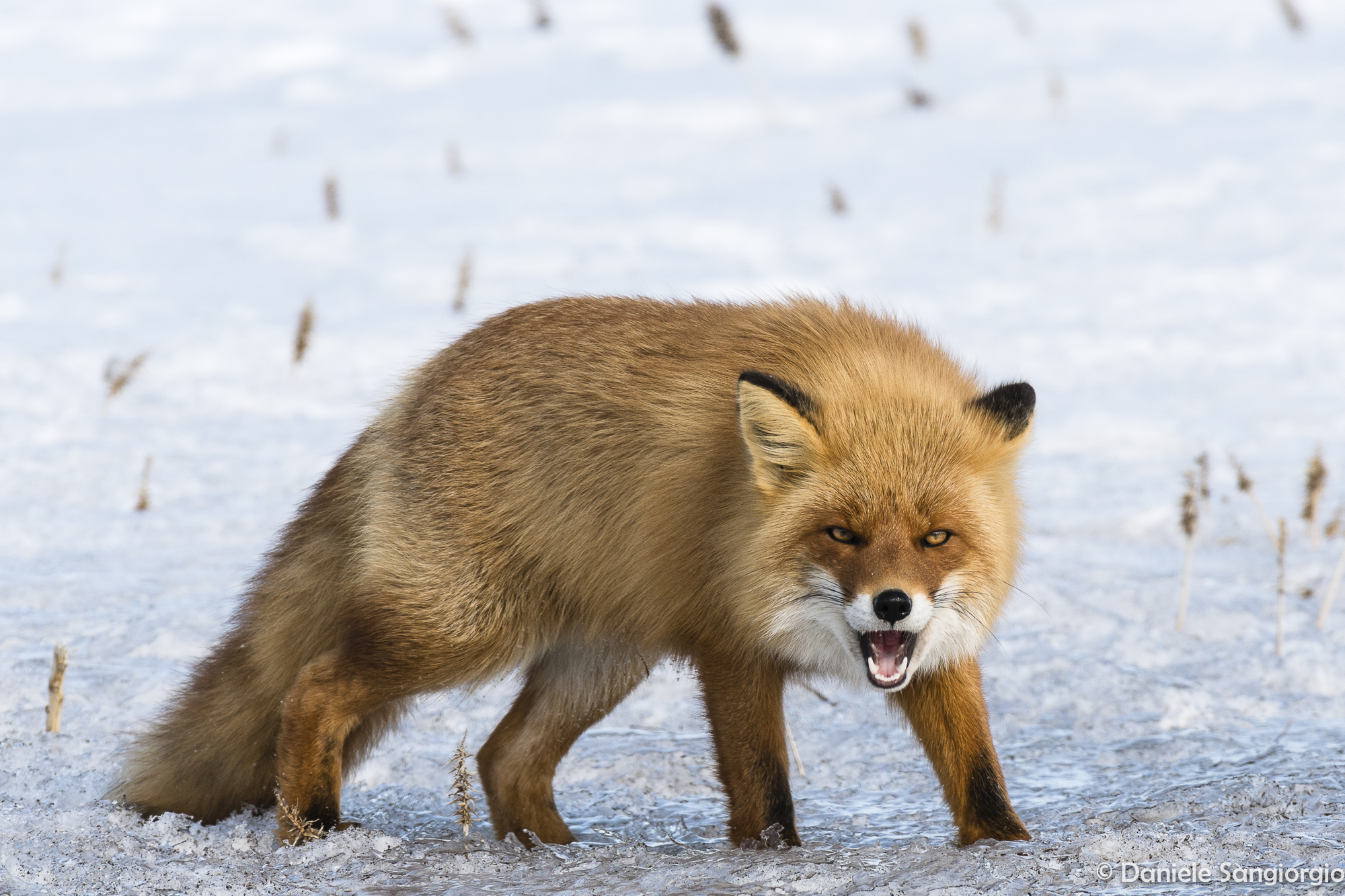 Irate fox