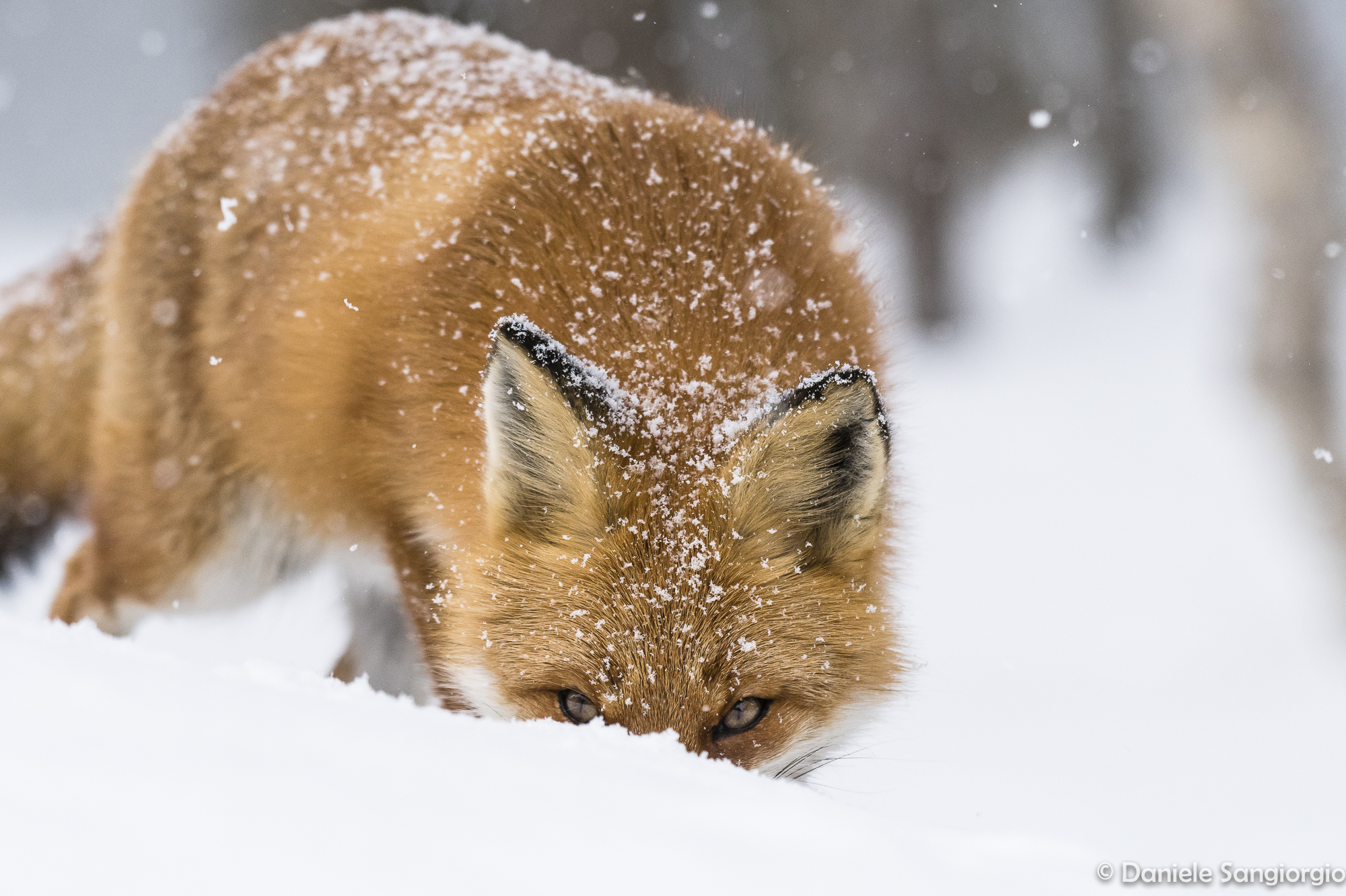 The hidden fox